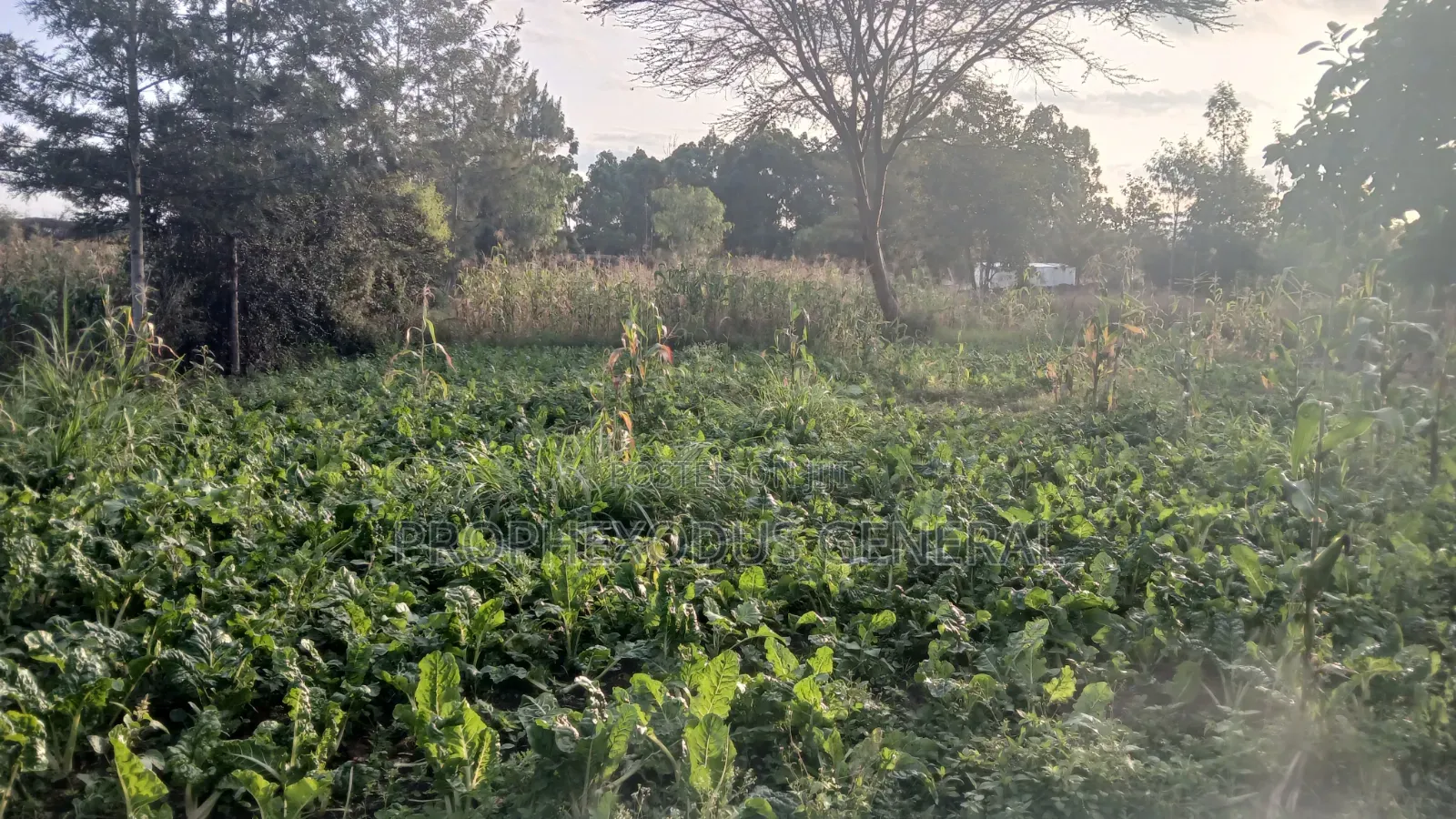 1/8 Prime Plots for Sale in Ongata Rongai Rimpa in Rimpa