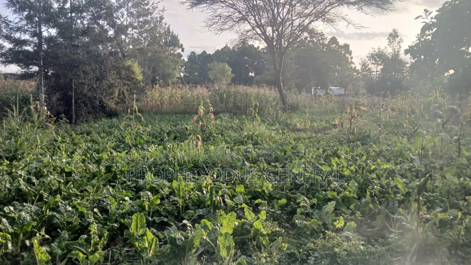 1/8 Prime Plots for Sale in Ongata Rongai Rimpa in Rimpa