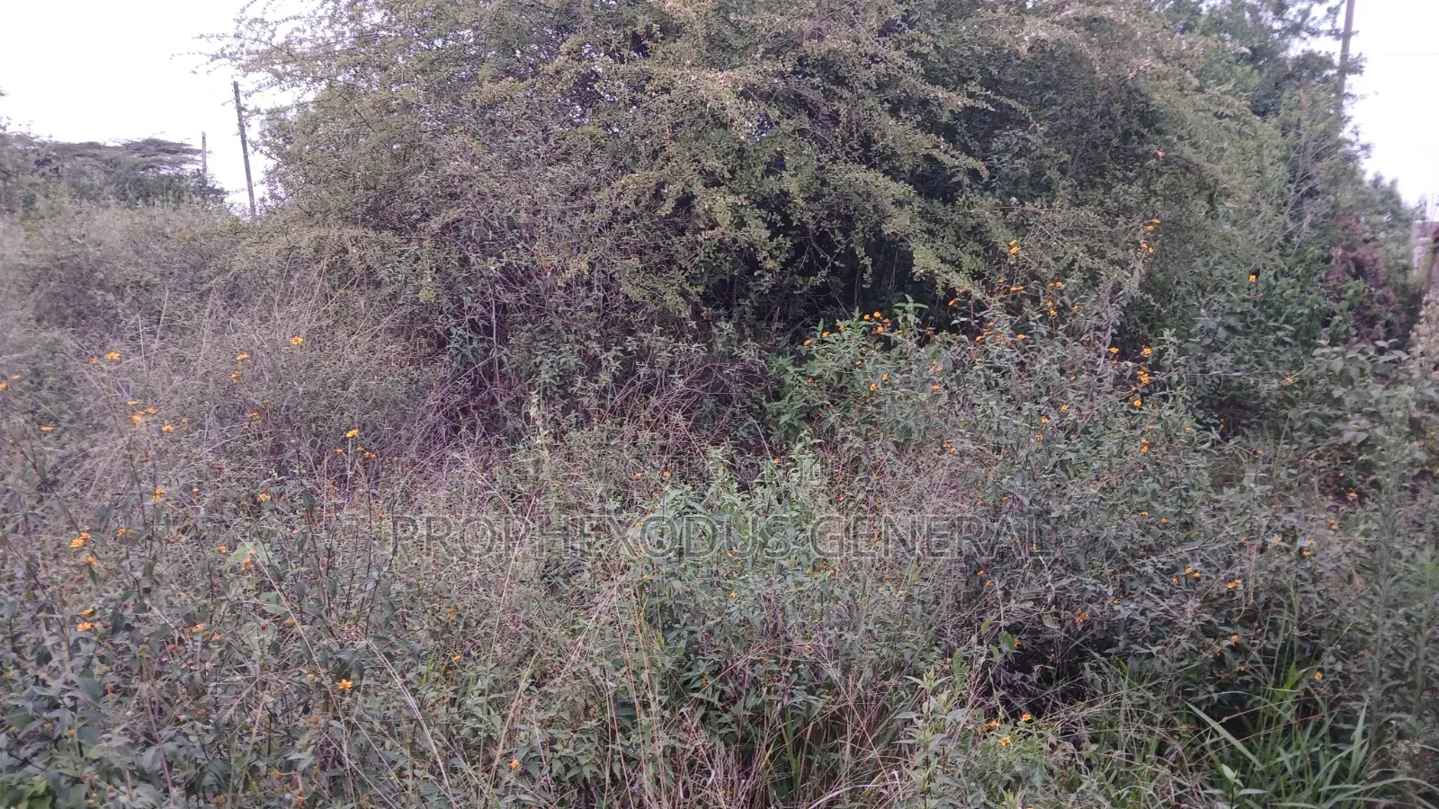 1/8 Acre Plots for Sale in Ongata Rongai Kamura Oloika Road in Nkoroi