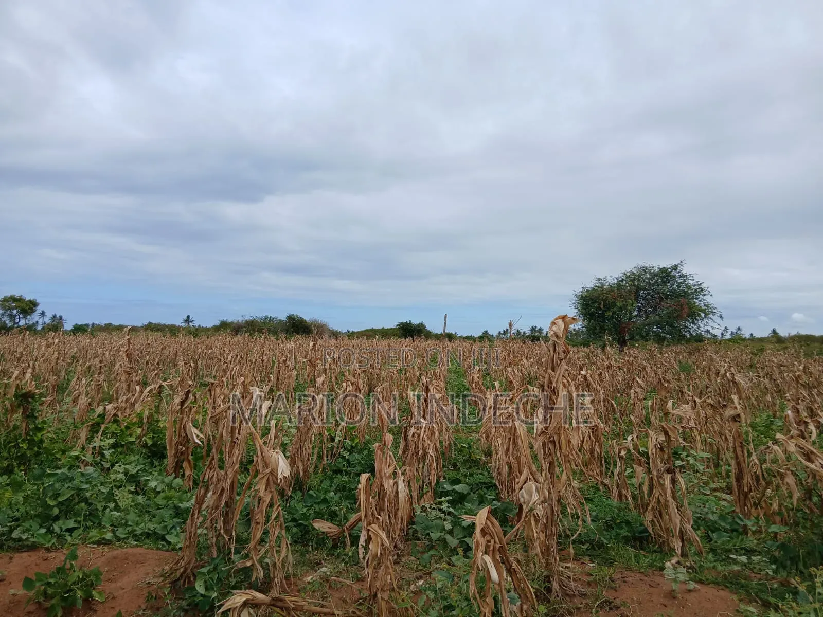 Prime 2nd Row Beach Plots for Sale in Kilifi Chumani in Tezo