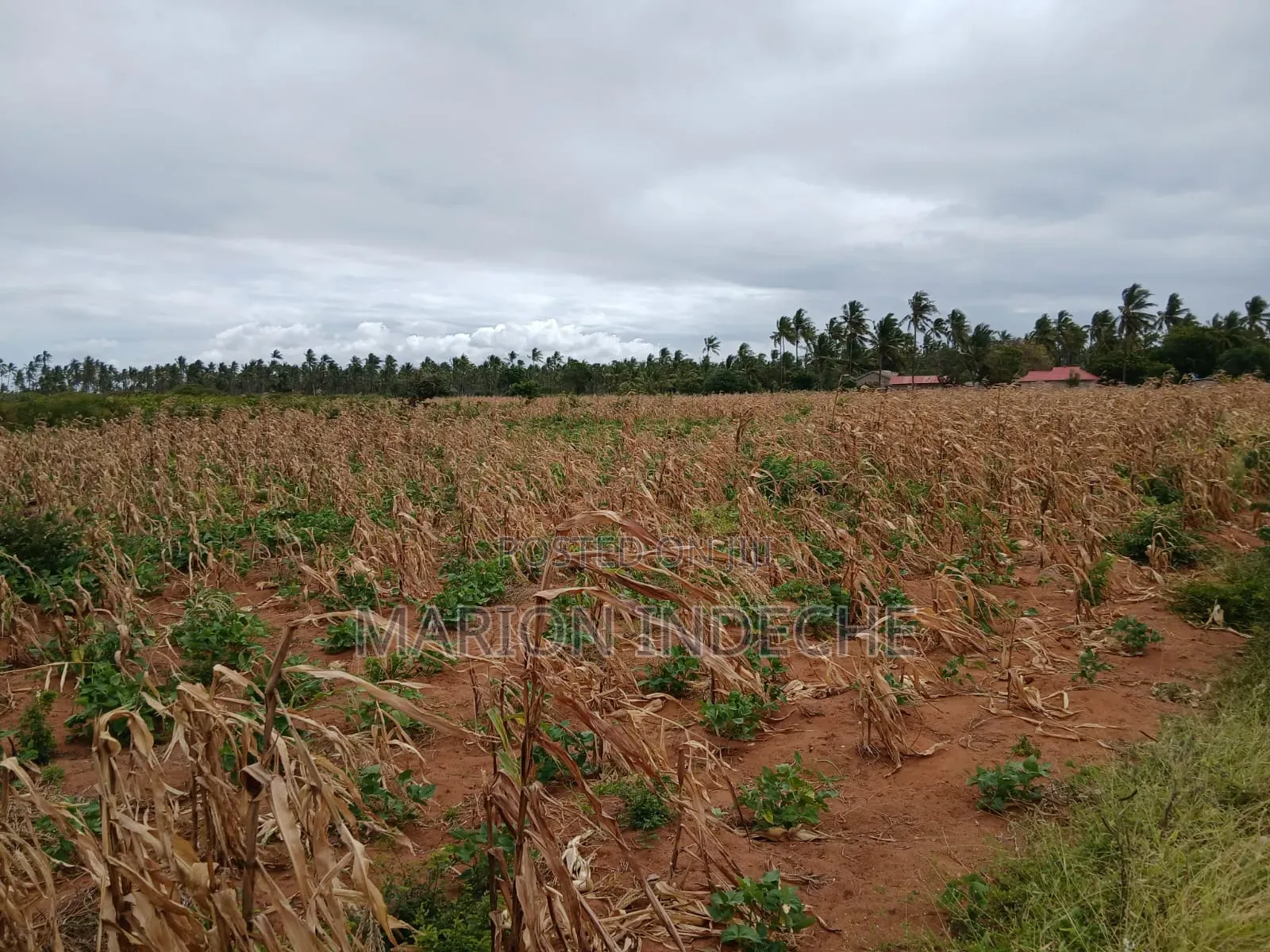Prime 2nd Row Beach Plots for Sale in Kilifi Chumani in Tezo