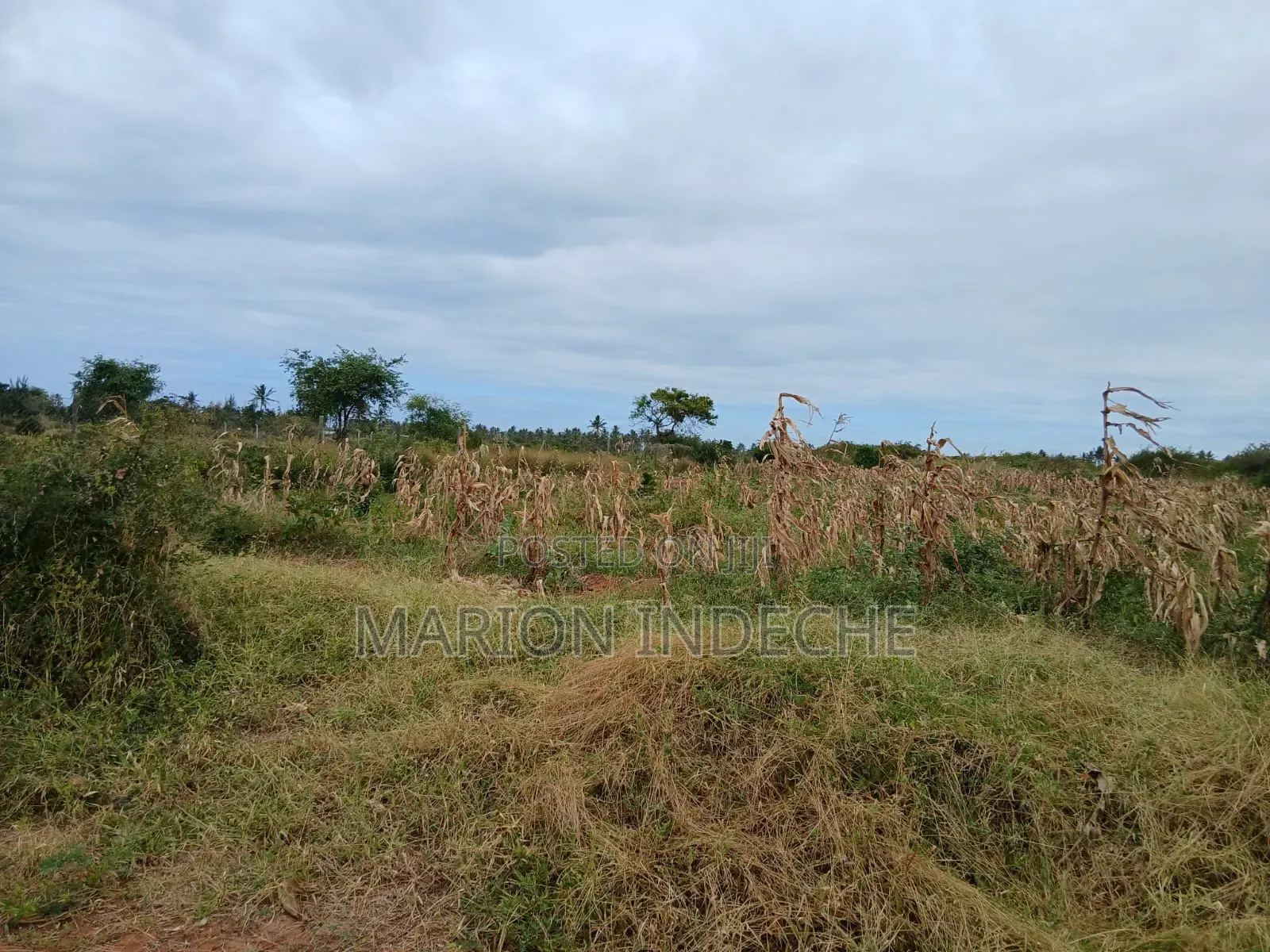 Prime 2nd Row Beach Plots for Sale in Kilifi Chumani in Tezo