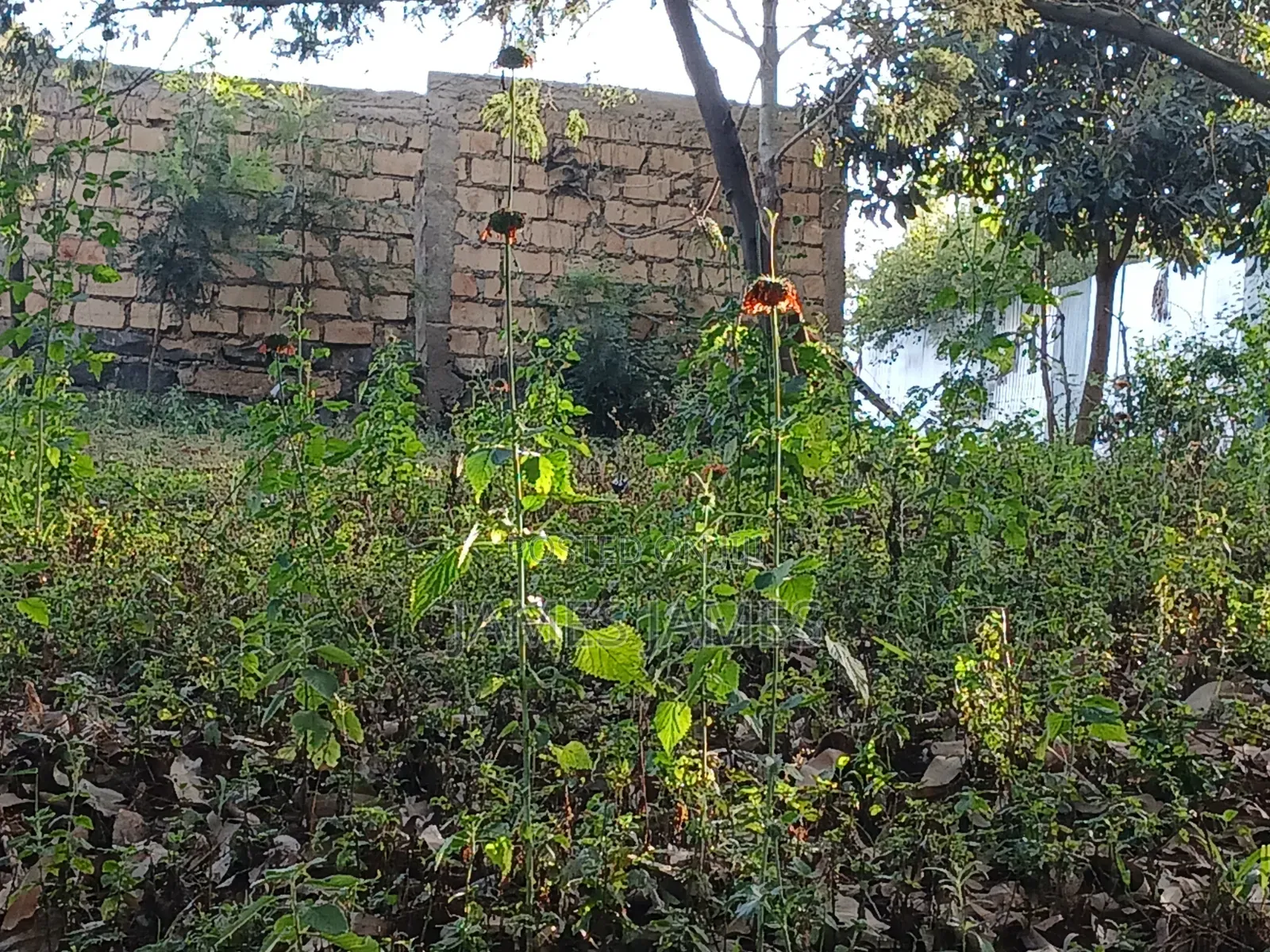 50 by 100ft  Plot Around the Kikuyu Road Near Shell Petrol Station in Market Dagoretti