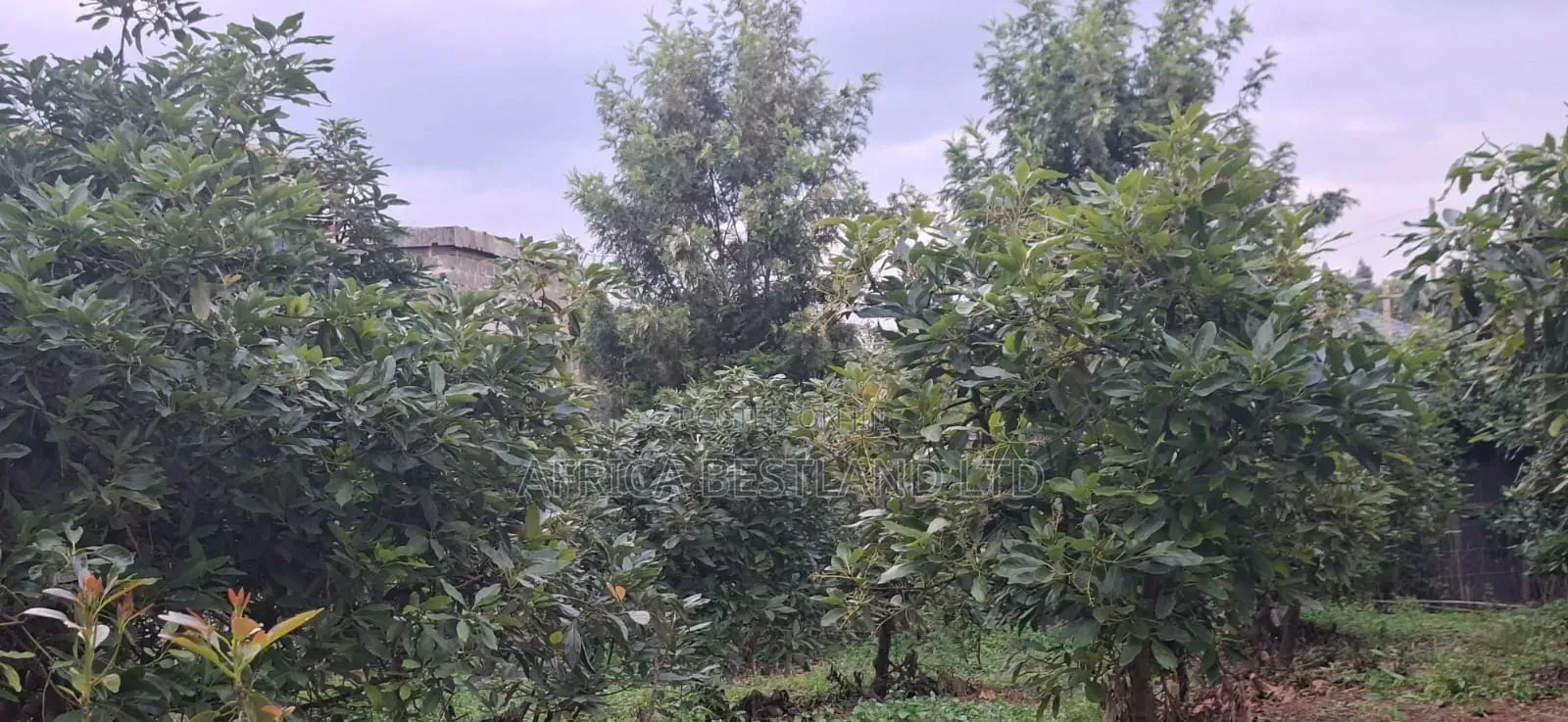 🏡🥑 2-Bedroom Bungalow on 2 Acres in Karai