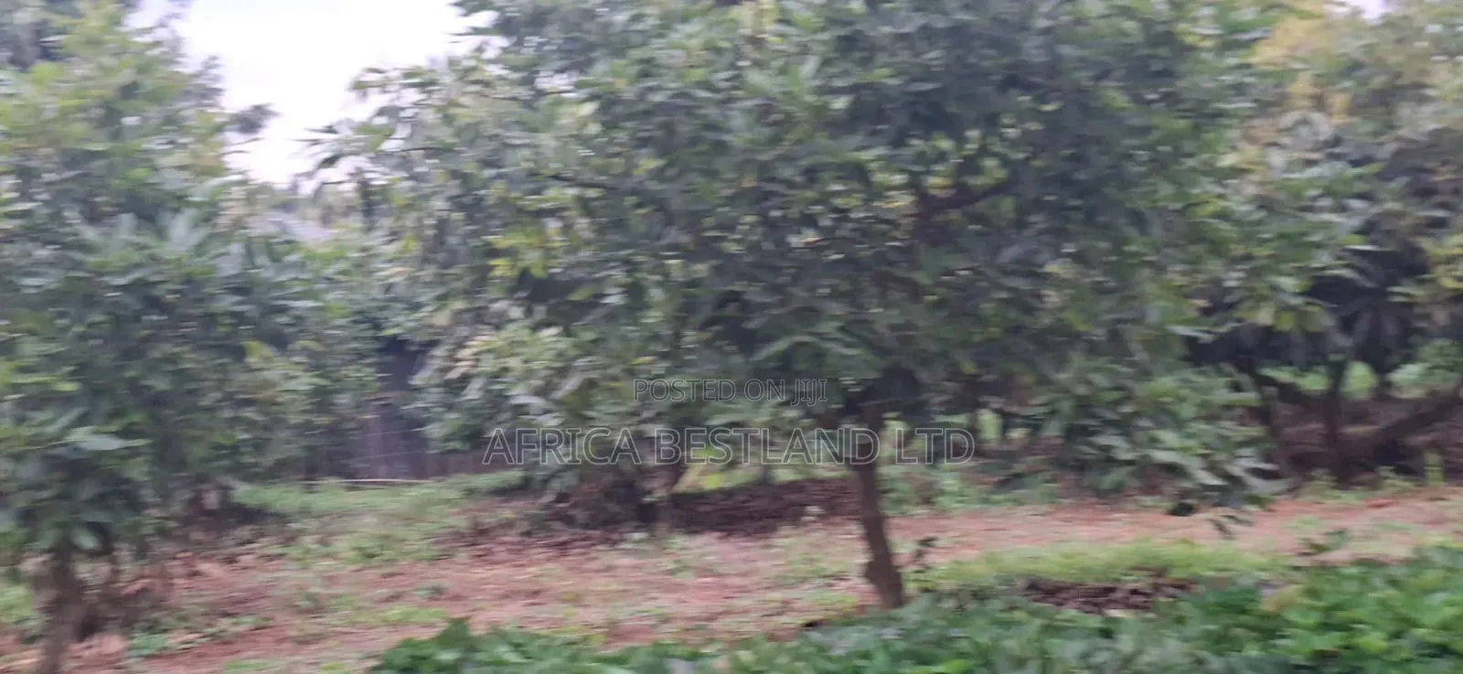 🏡🥑 2-Bedroom Bungalow on 2 Acres in Karai