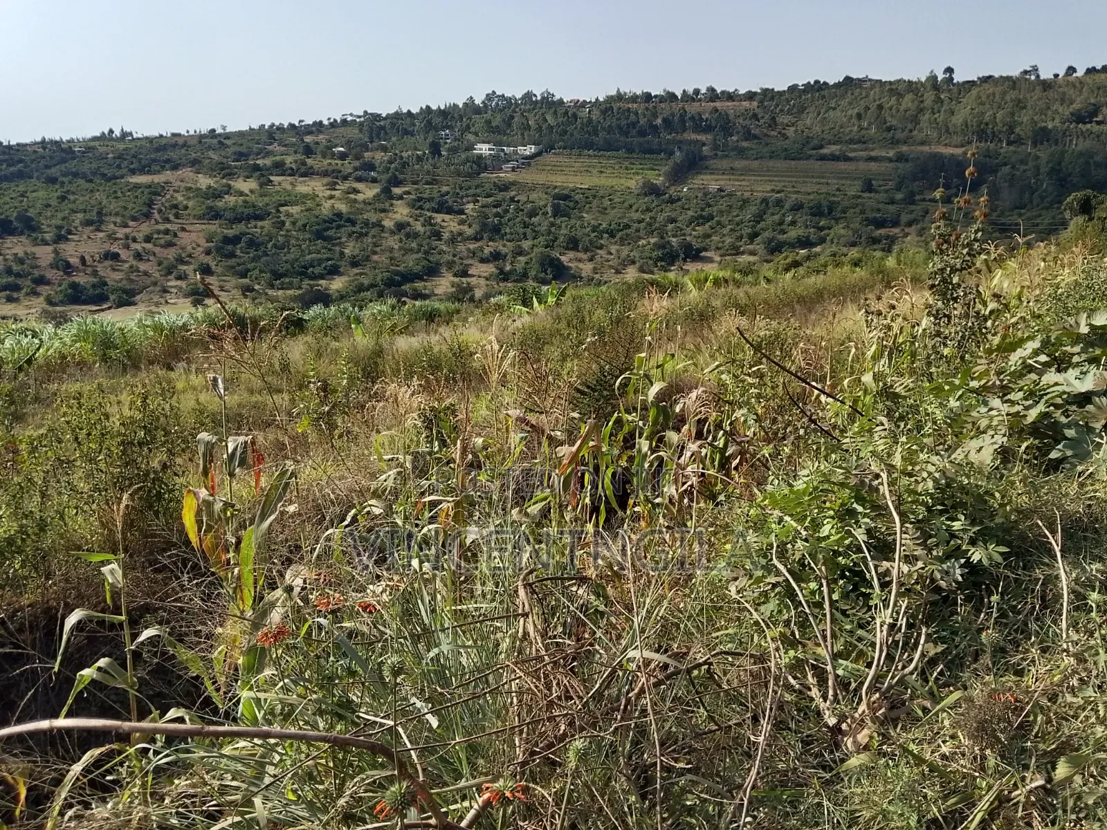 Mua Hills Land for Sale in Mua Hills