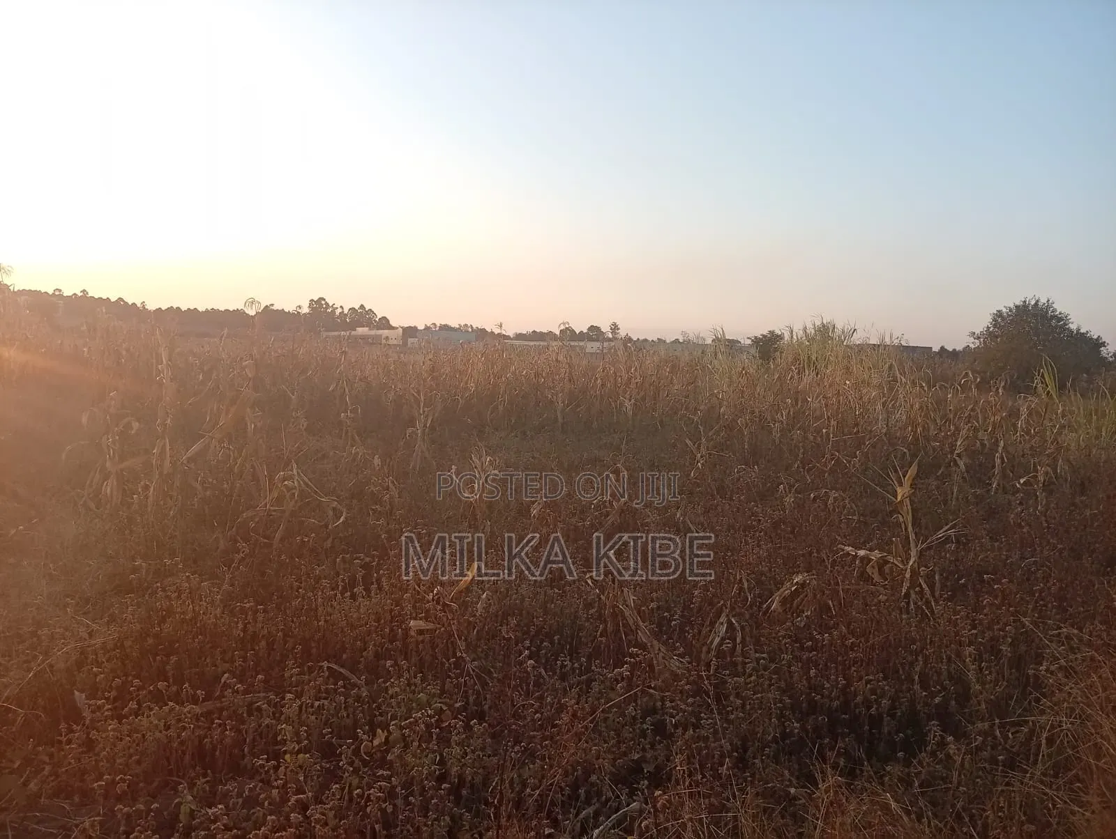 Ruiru Mugutha in Kimbo