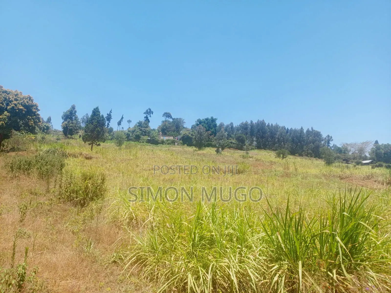 Limuru Nyambari Prime 3.25 Acres Quick Sale 16 Millions in Bibirioni
