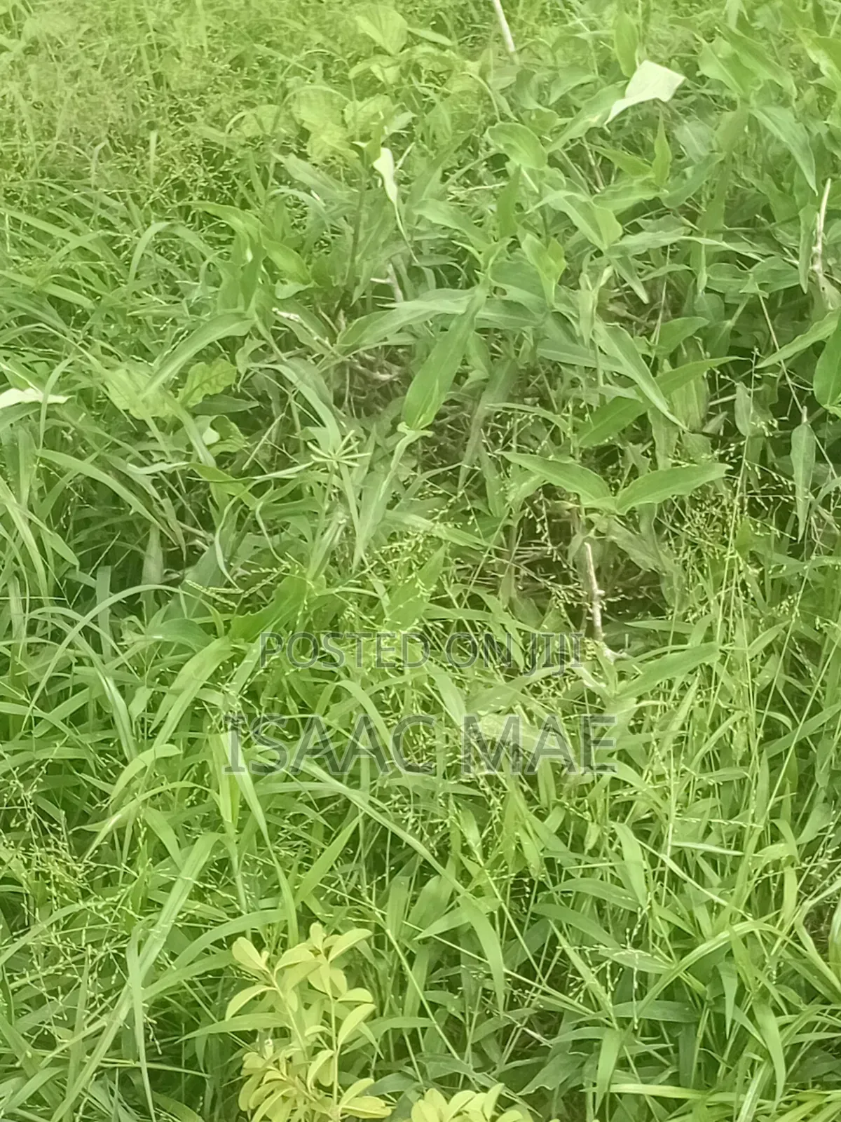35 Acres for Sale With Ready Tittle Deed 60k Per Acre in Jilore