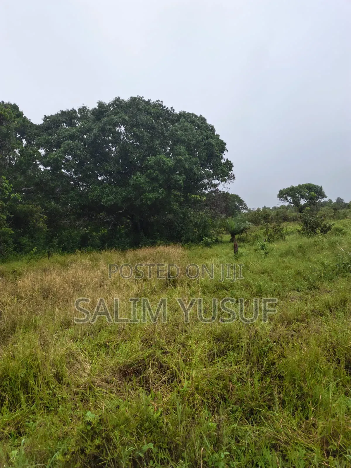 Land on Sale Kwale Count Mshiu 5 Acres 470,000Per Acre in Pongwe/Kikoneni
