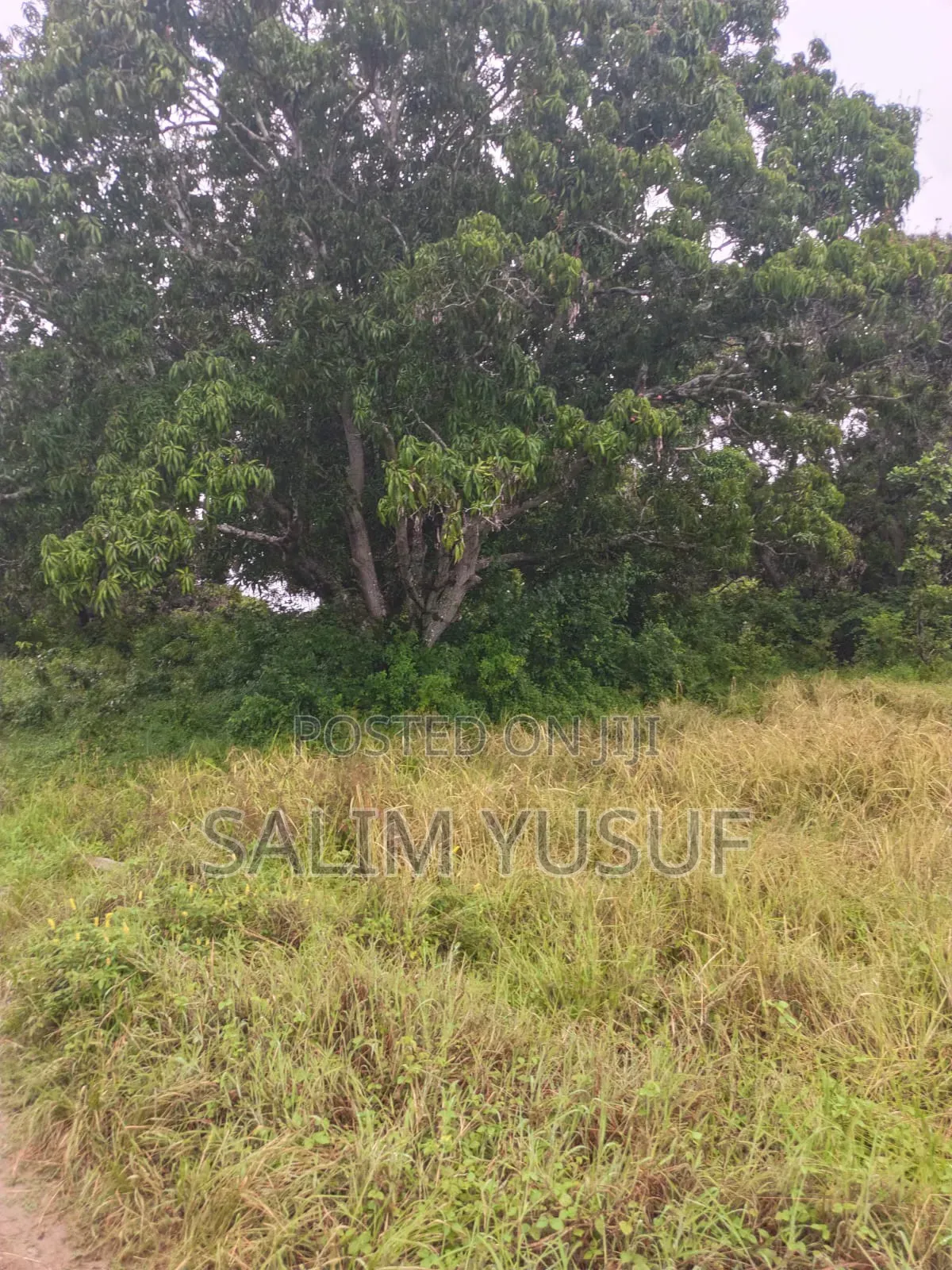 Land on Sale Kwale Count Mshiu 5 Acres 470,000Per Acre in Pongwe/Kikoneni