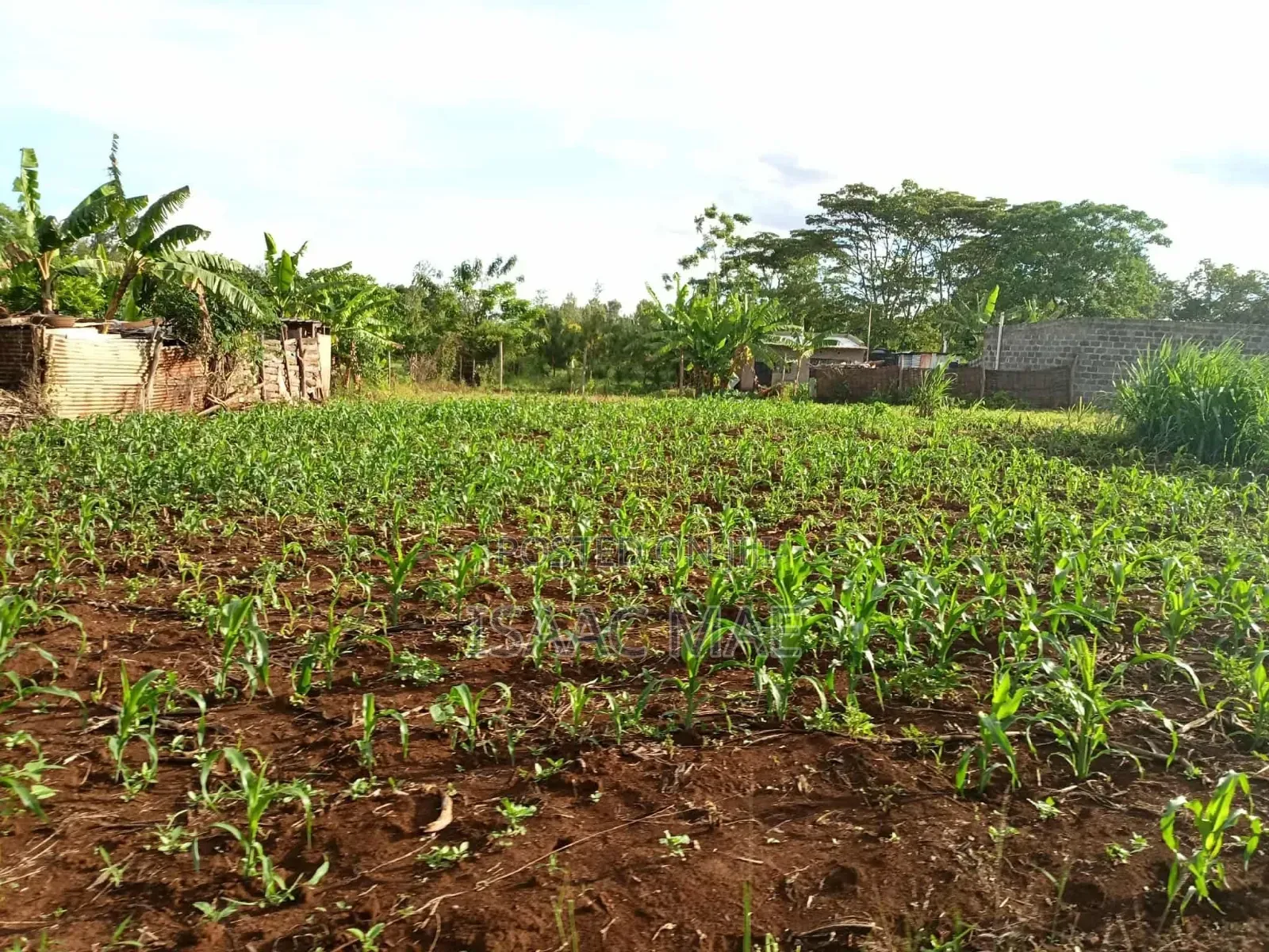 24 Acres for Sale With Ready Tittle Deed Per Acre in Jilore