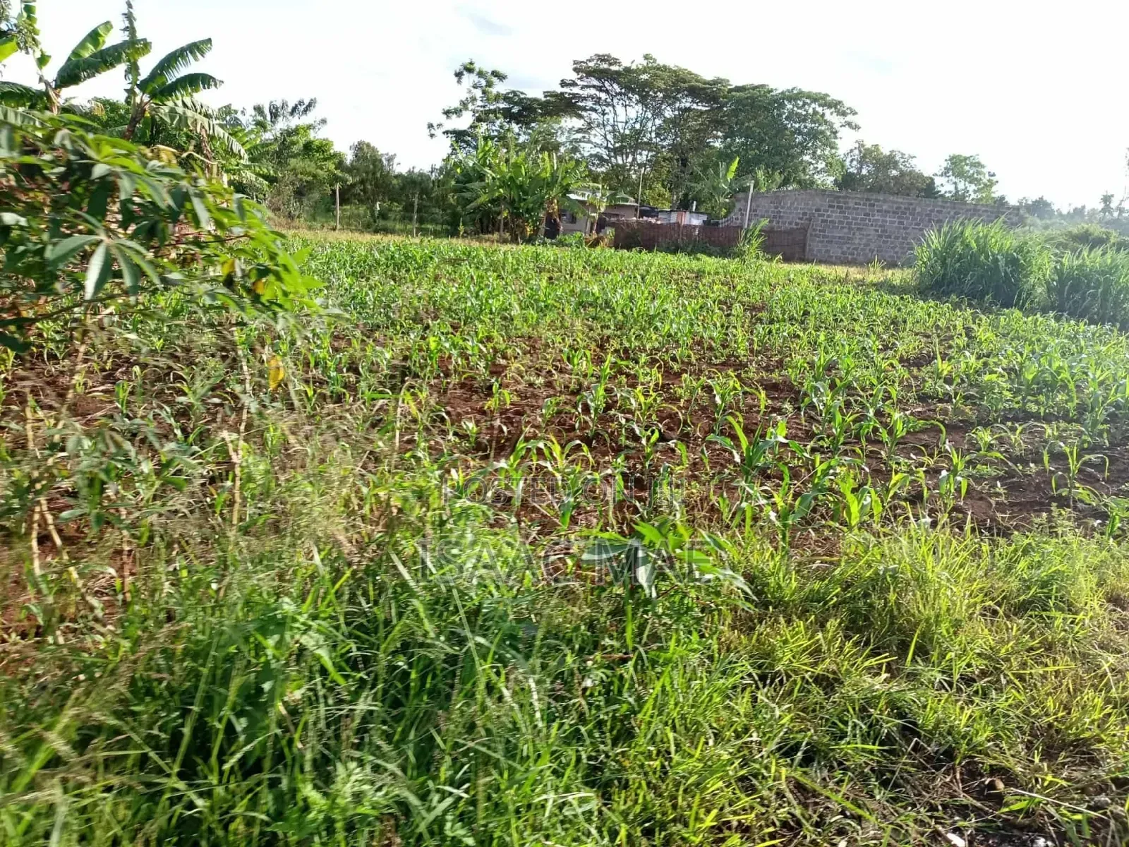 24 Acres for Sale With Ready Tittle Deed Per Acre in Jilore
