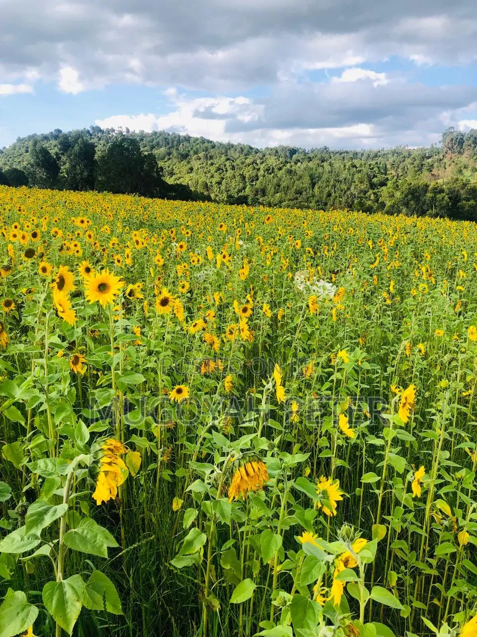 Thirty Three Acre Farm for Sale in Nyandarua in Karau
