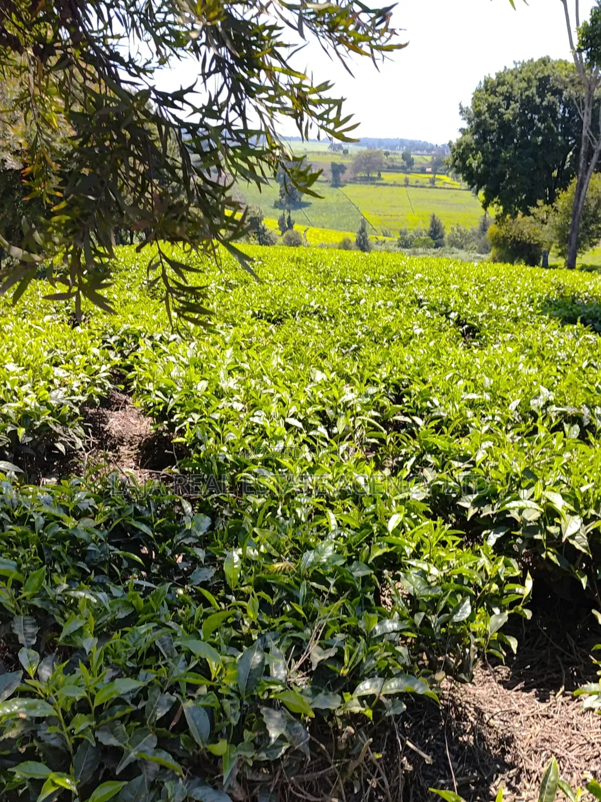 Limuru Farm 3.5 Acres Sale in Tigoni