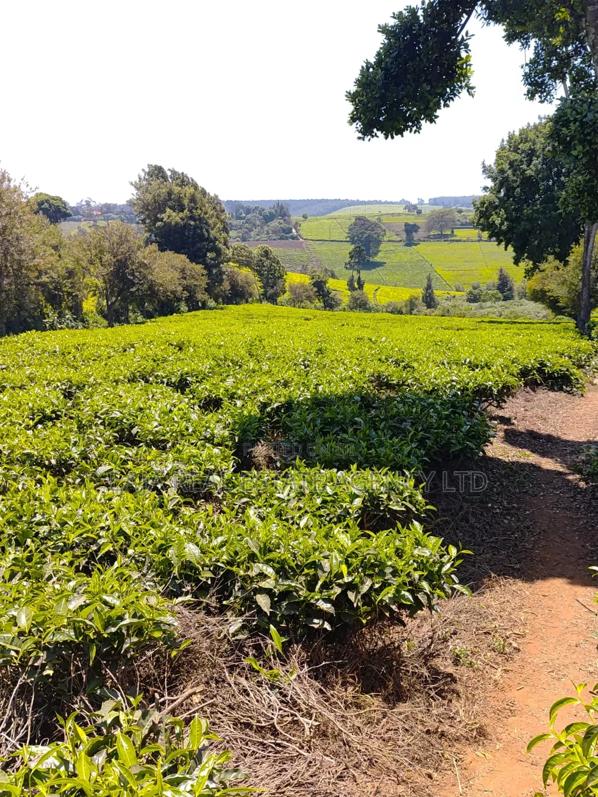 Limuru Farm 3.5 Acres Sale in Tigoni