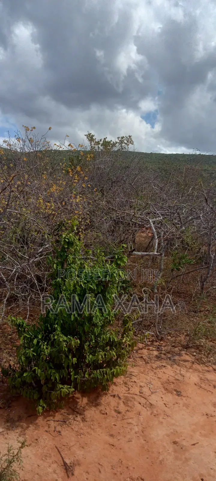 40 Acres Touching Mwangea Hill With Ready Title Deed in Sokoke