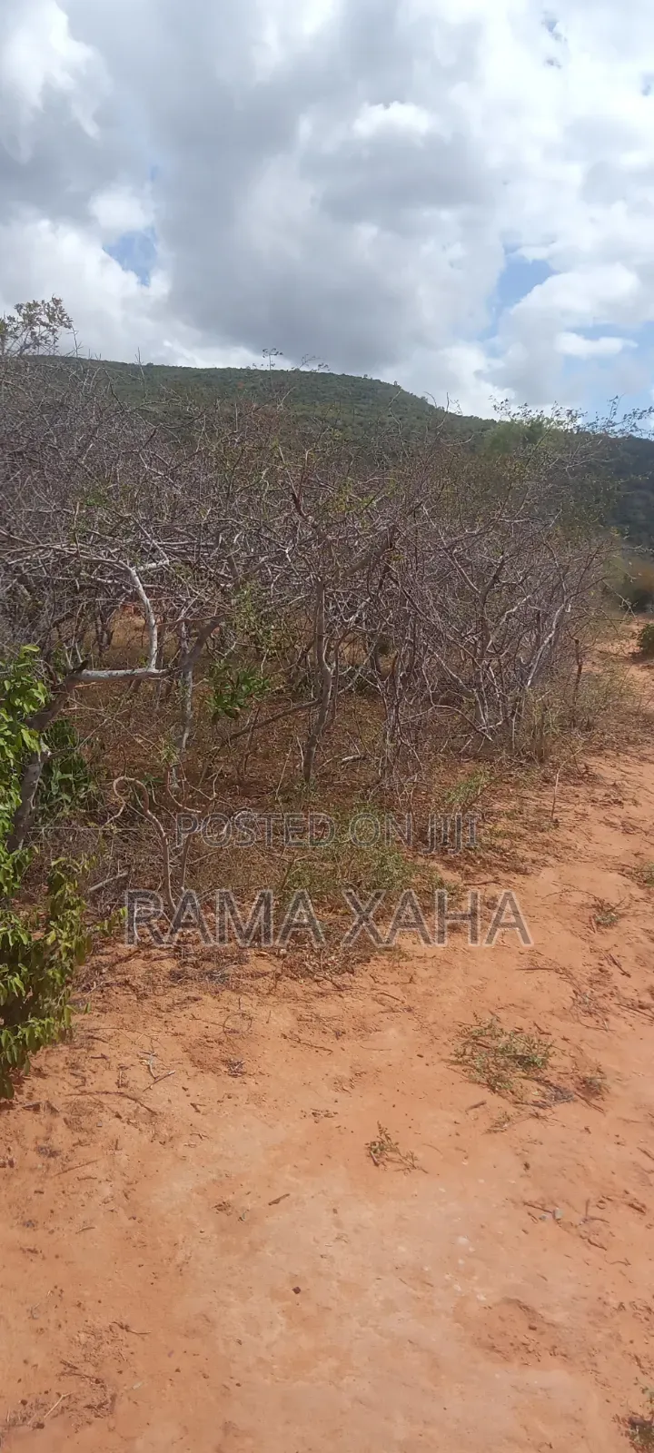 40 Acres Touching Mwangea Hill With Ready Title Deed in Sokoke