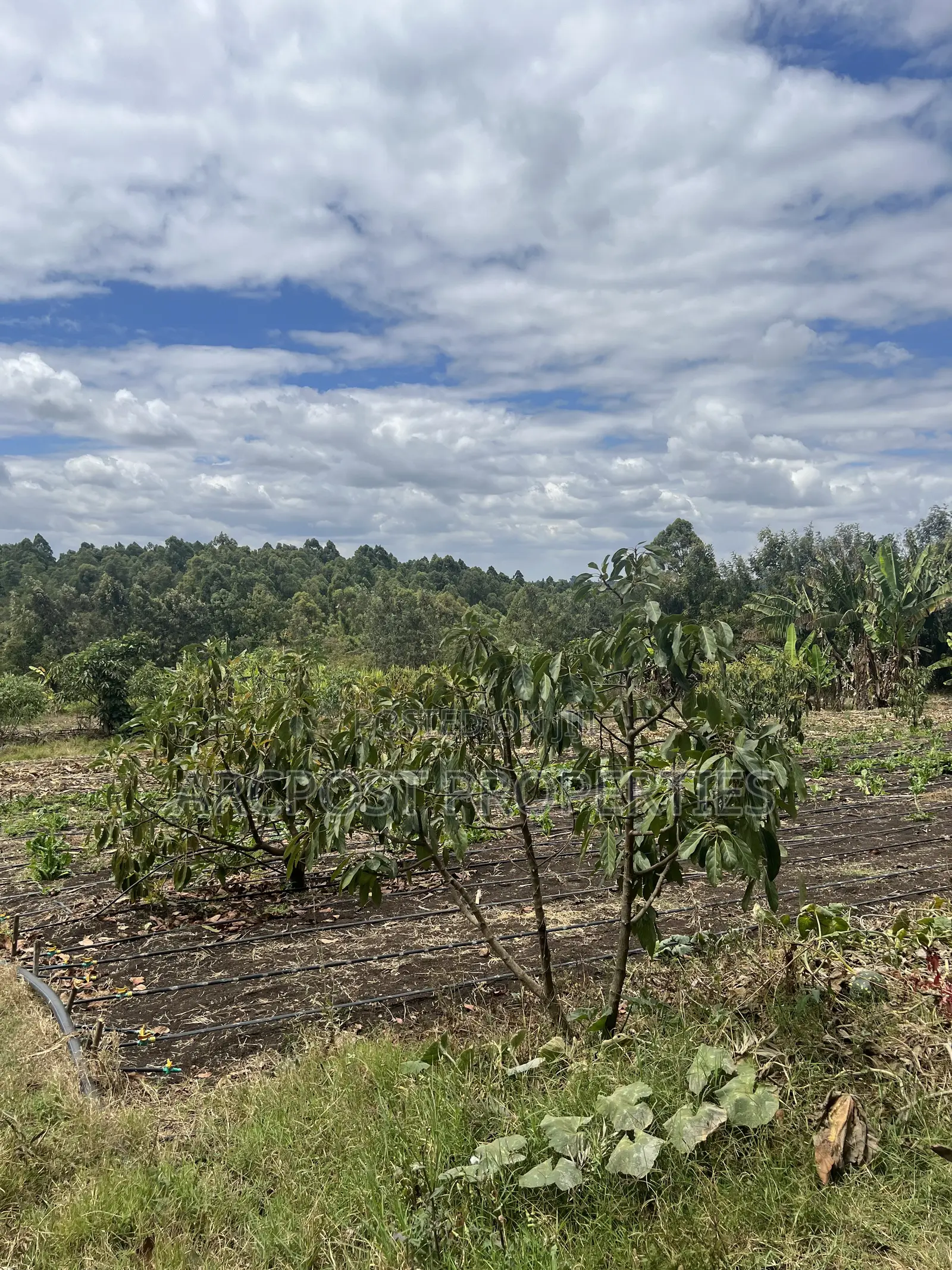 2 Acres Prime Land for Sale in Olkeri 200m From Tarmac With Borehole in Olkeri