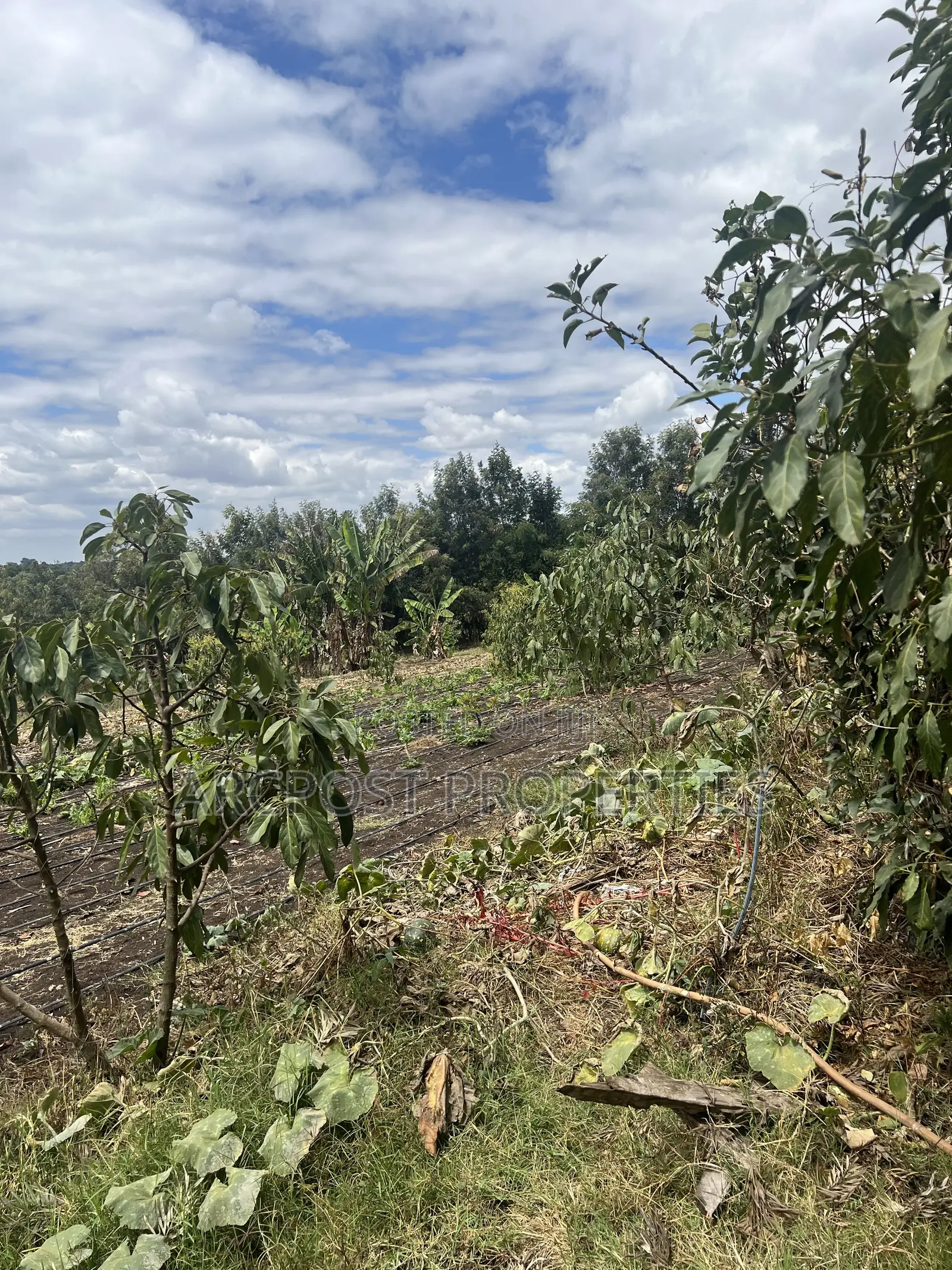 2 Acres Prime Land for Sale in Olkeri 200m From Tarmac With Borehole in Olkeri