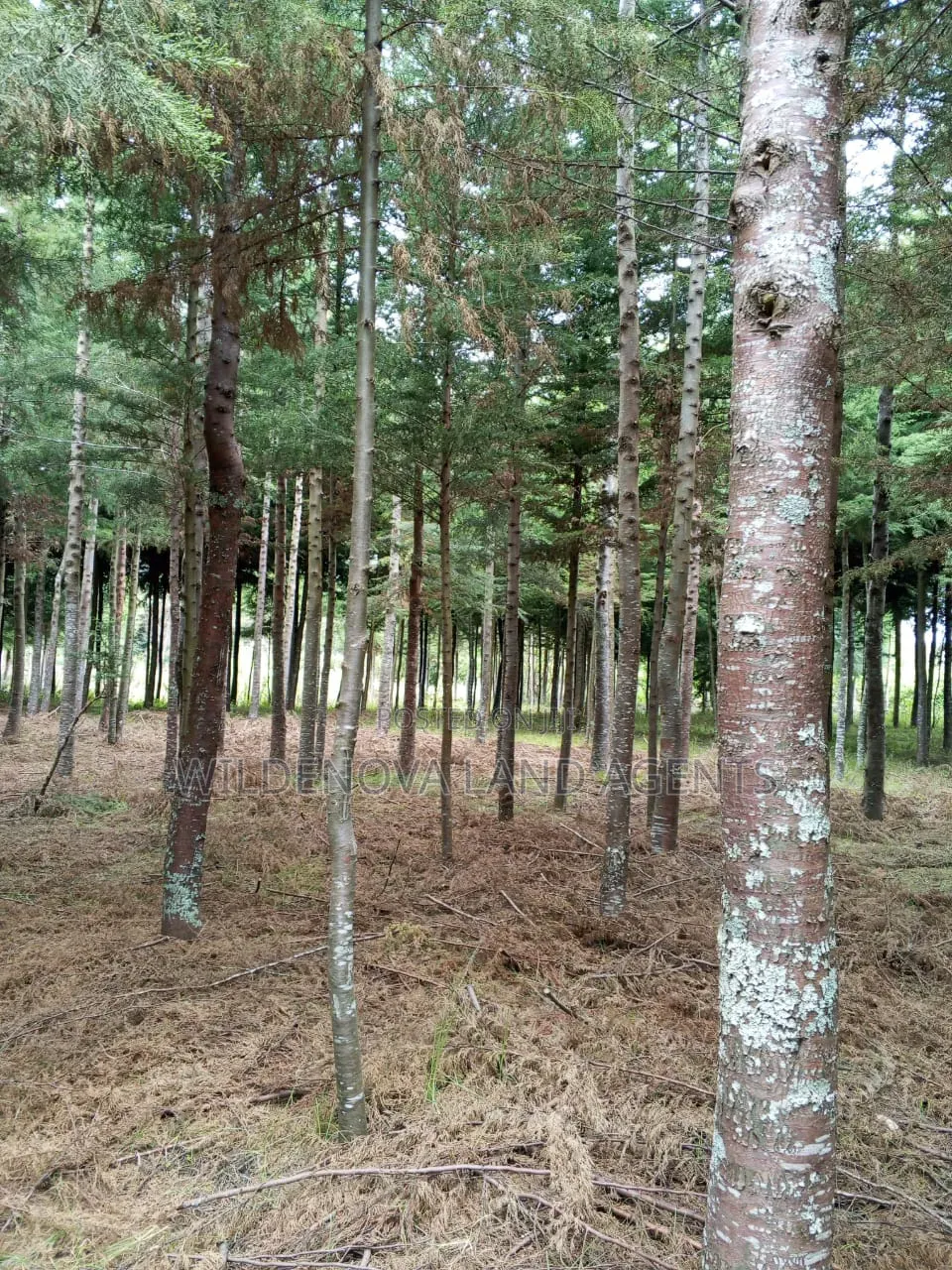 Land on Sale at Kinangop in Magumu