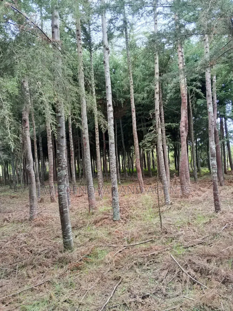 Land on Sale at Kinangop in Magumu