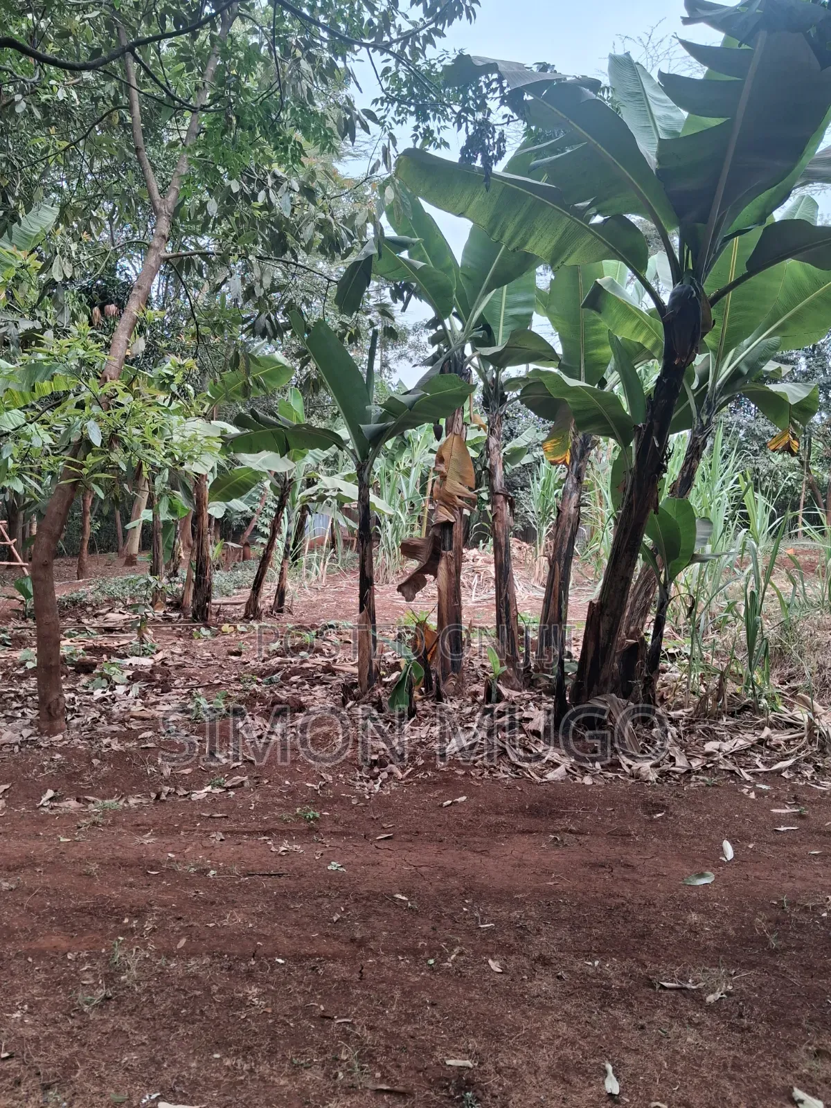 Kiambu Road Prime Fully Serviced 1/2ac at Kivulini Estate Ready Title in Kiambu CBD