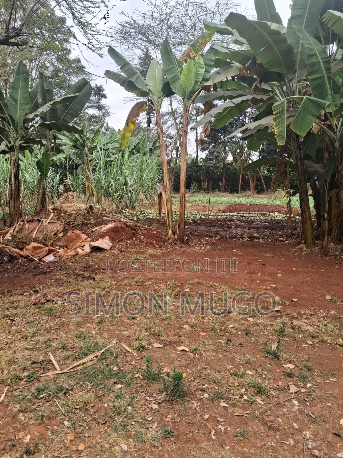 Kiambu Road Prime Fully Serviced 1/2ac at Kivulini Estate Ready Title in Kiambu CBD