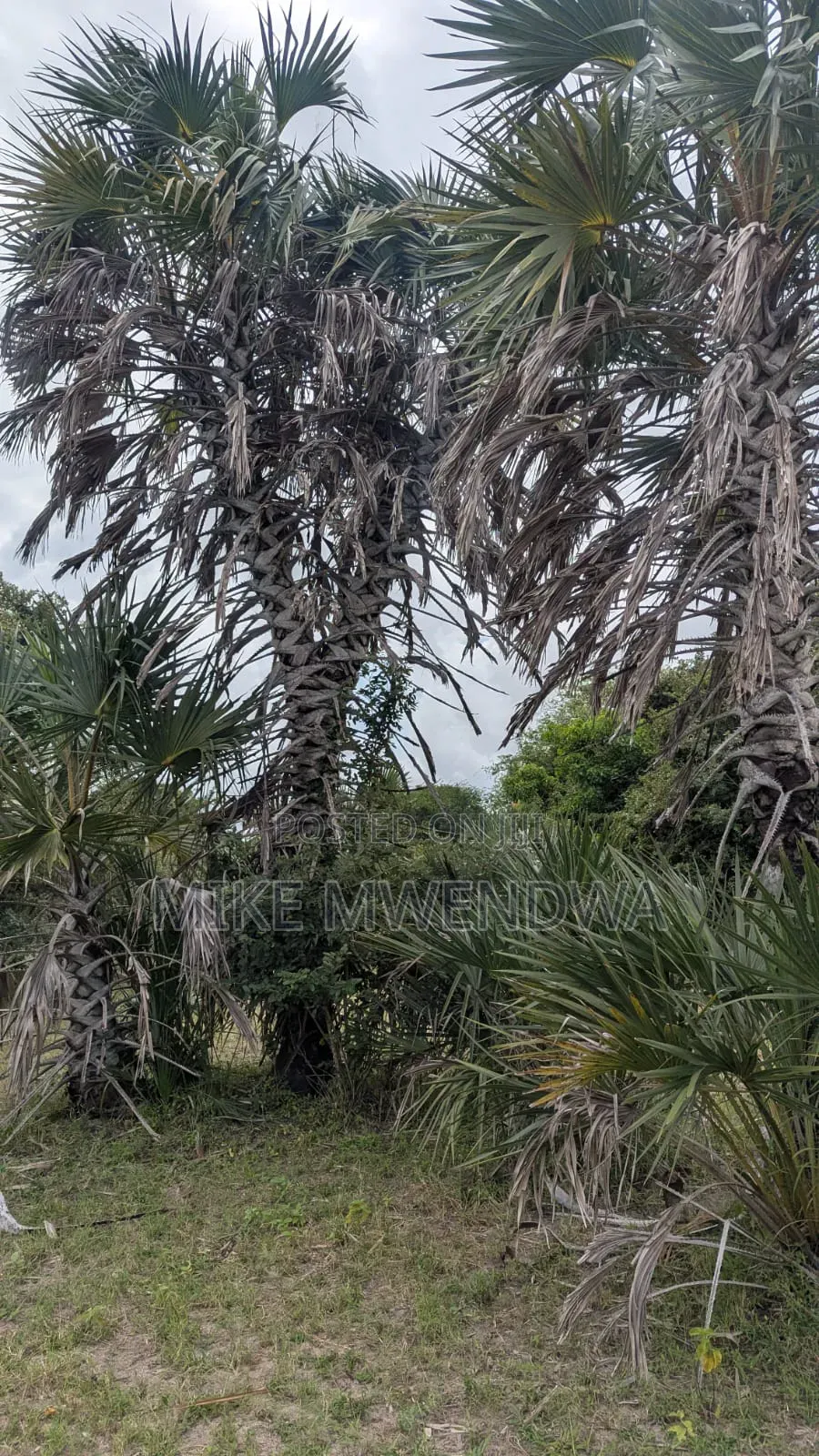 Land and Plots in Witu