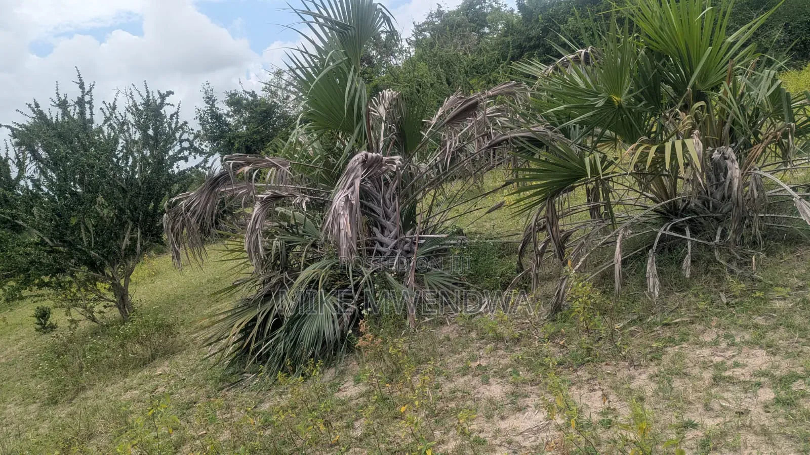 Land and Plots in Witu