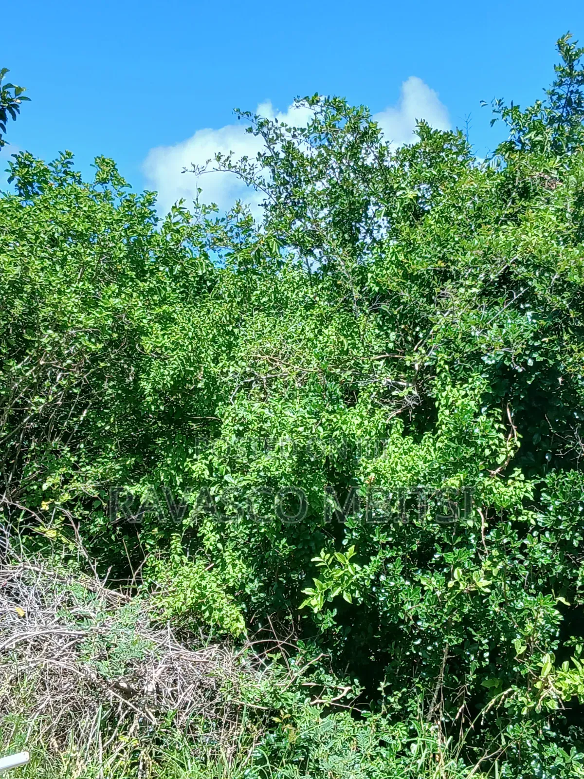 5 Acres Forsale in Malindi Boreshingwaya in Marafa