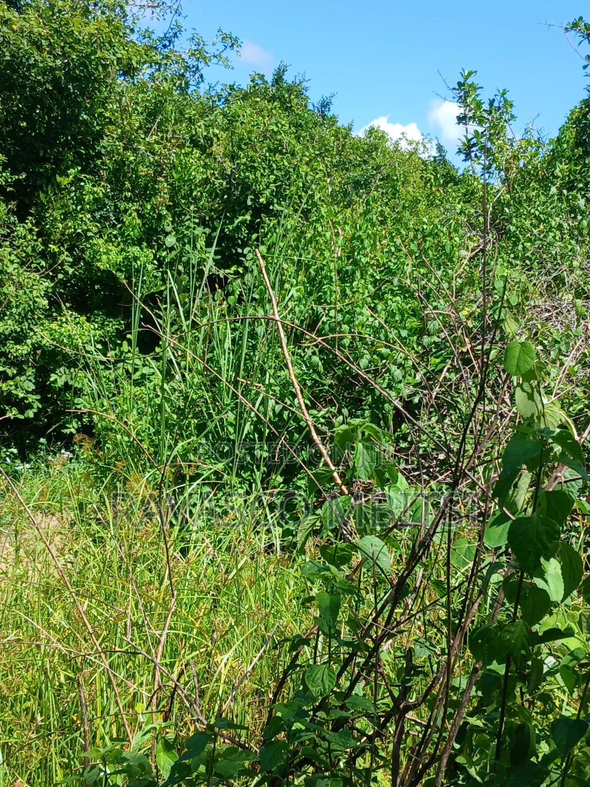5 Acres Forsale in Malindi Boreshingwaya in Marafa