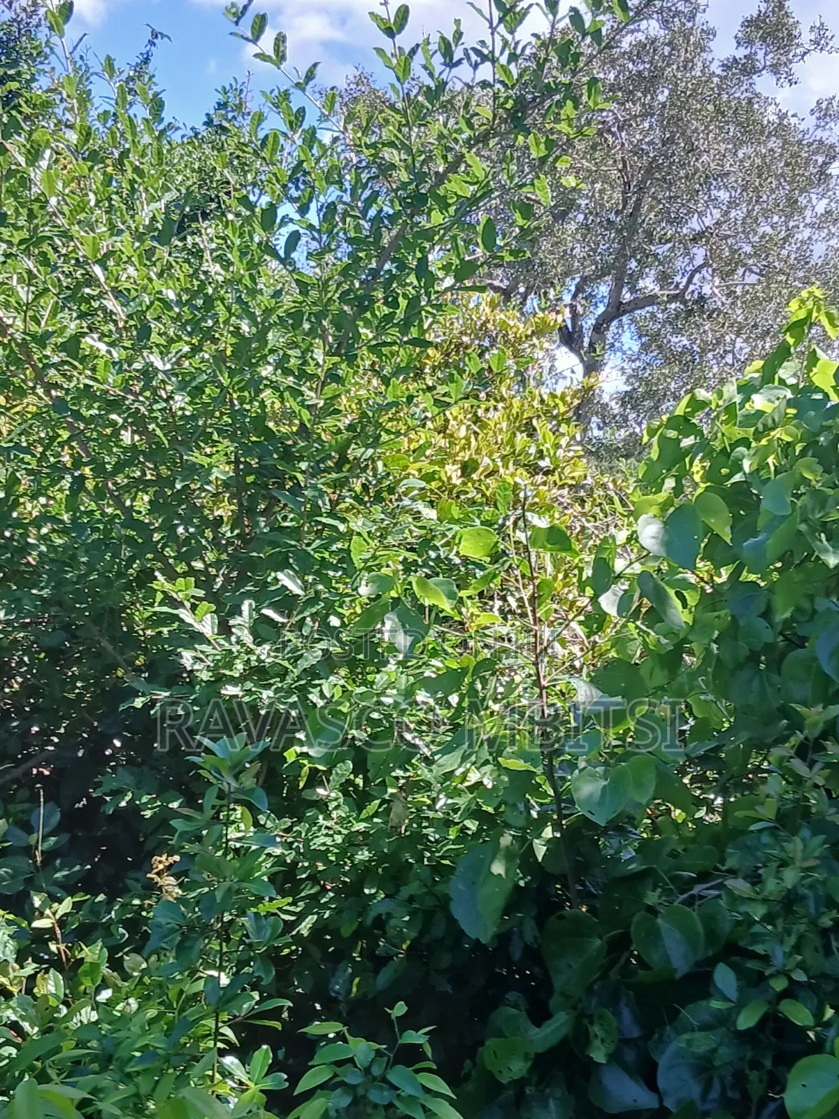 5 Acres Forsale in Malindi Boreshingwaya in Marafa