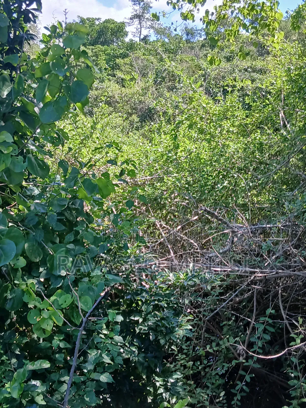5 Acres Forsale in Malindi Boreshingwaya in Marafa