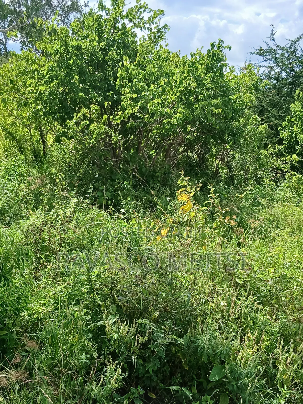 100 Acres Forsale in Malindi Garashi Kanyumbuni . in Marafa