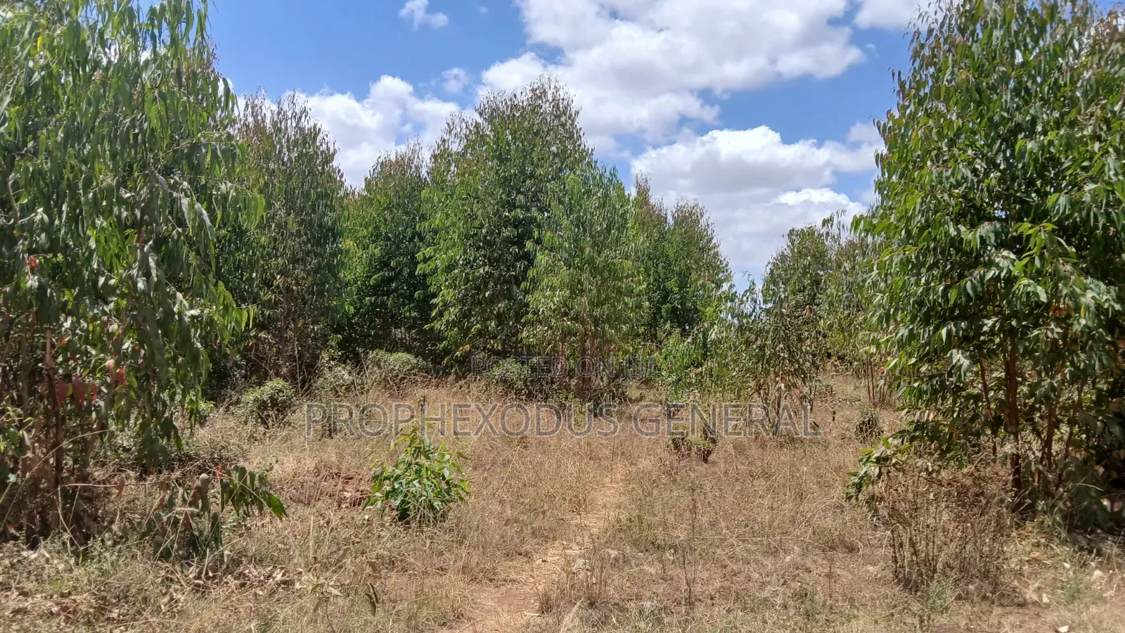 5 Acres for Sale lnTuala Near Rockfied Academy. in Oloosirkon/Sholinke