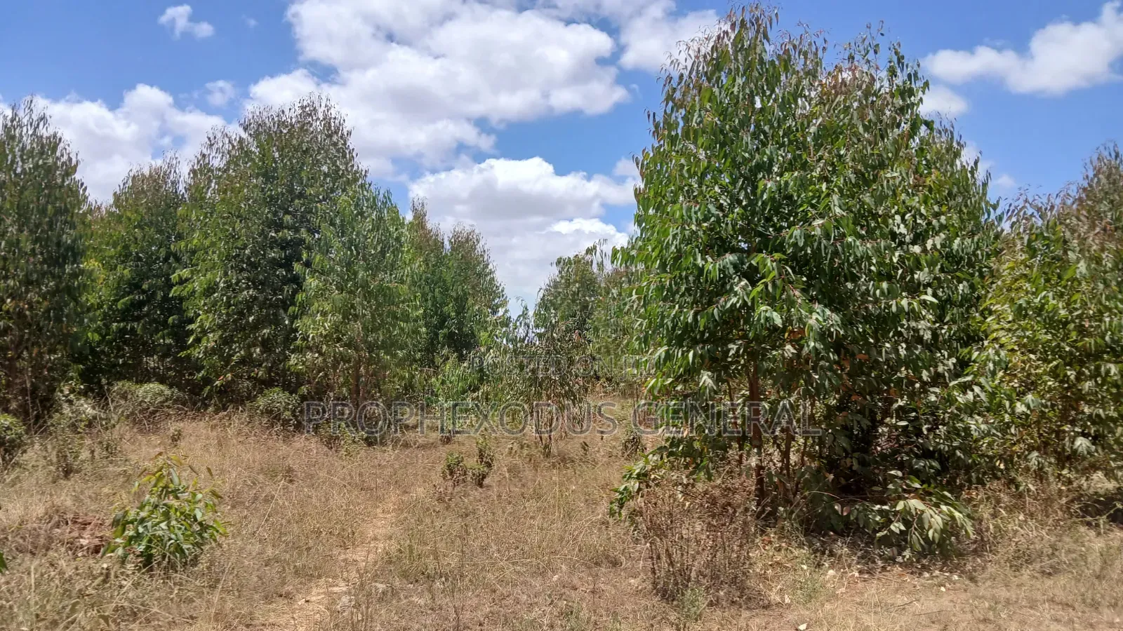 5 Acres for Sale lnTuala Near Rockfied Academy. in Oloosirkon/Sholinke