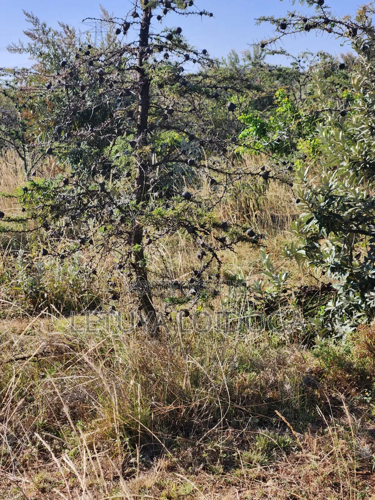 15 Acres on Sale Ngong-Kimuka (Ngong-Suswa Tarmac Road) in Kibiku