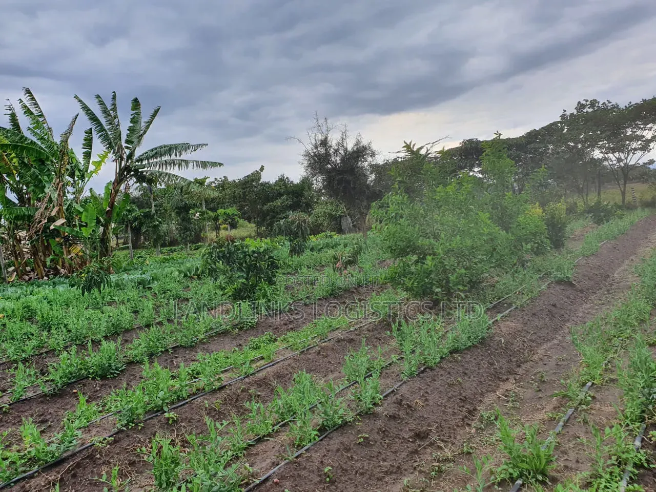 Kitengela Koropoi Area 5 Acres 10kms Off Namanga Rd in Kitengela