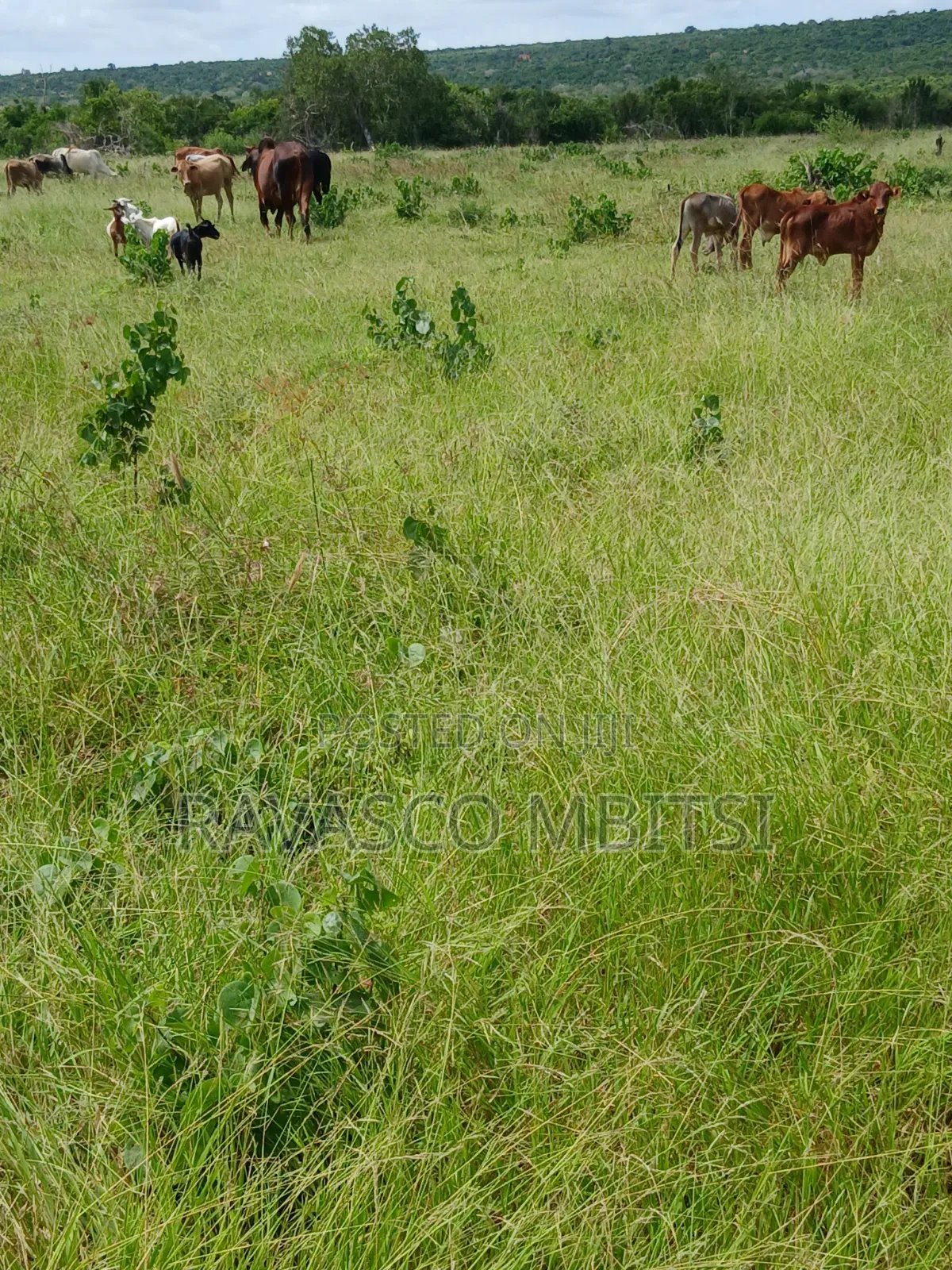 10 Acres Forsale in Kilifi Mavueni. in Kilifi Town