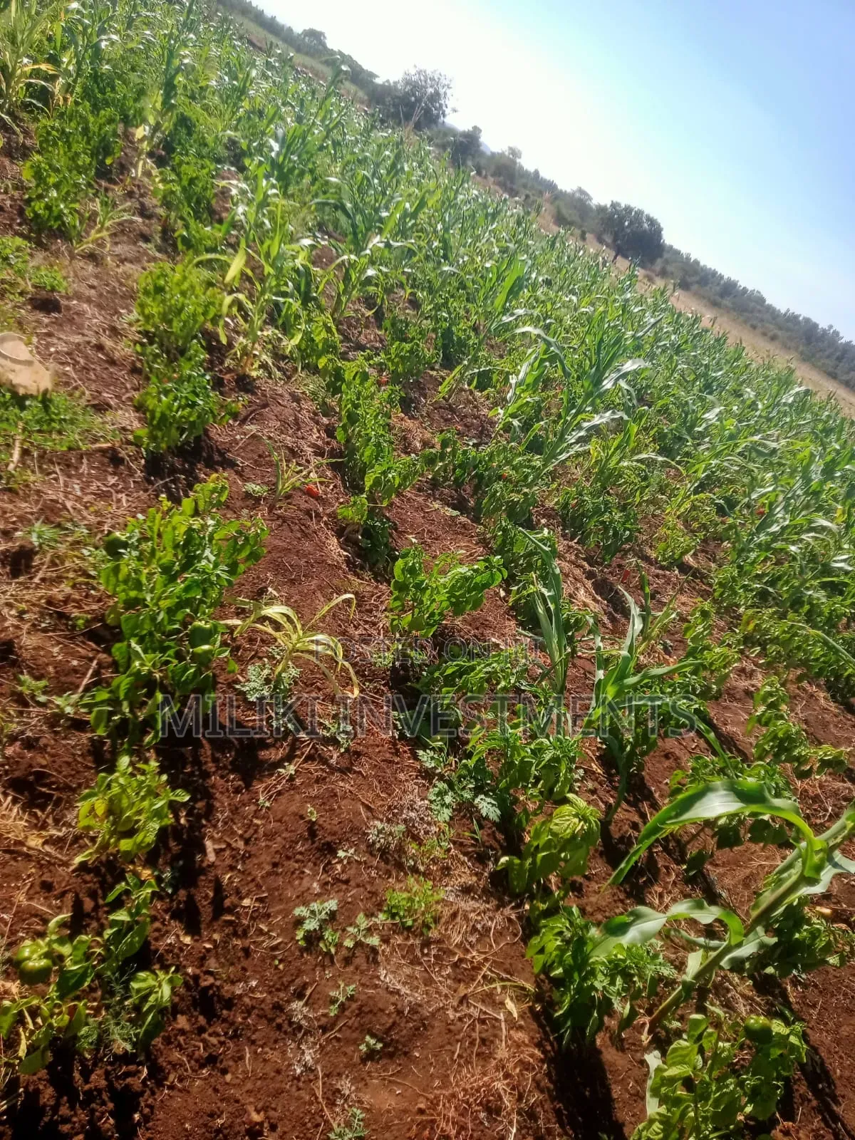 3 Acres on Sale at Murang'a -Mirira in Mbiri