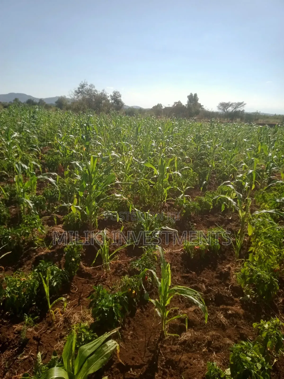 3 Acres on Sale at Murang'a -Mirira in Mbiri