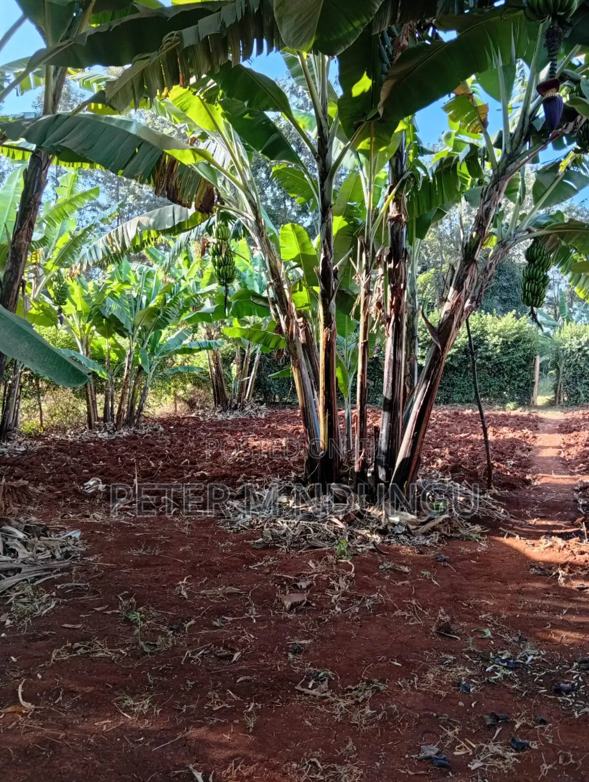 Golden Palm Gated Community Estate-Located Off Kiambu Road in Thindigua/Kasarini