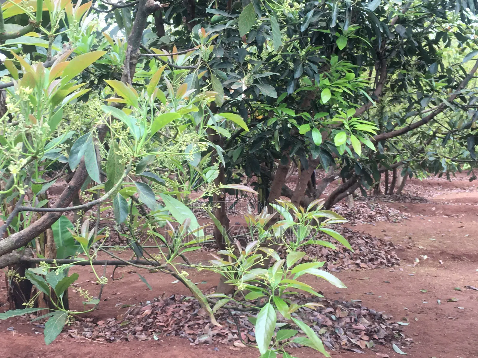 Muranga 1 Acre With Mature Hass 140 Trees in Murang'a