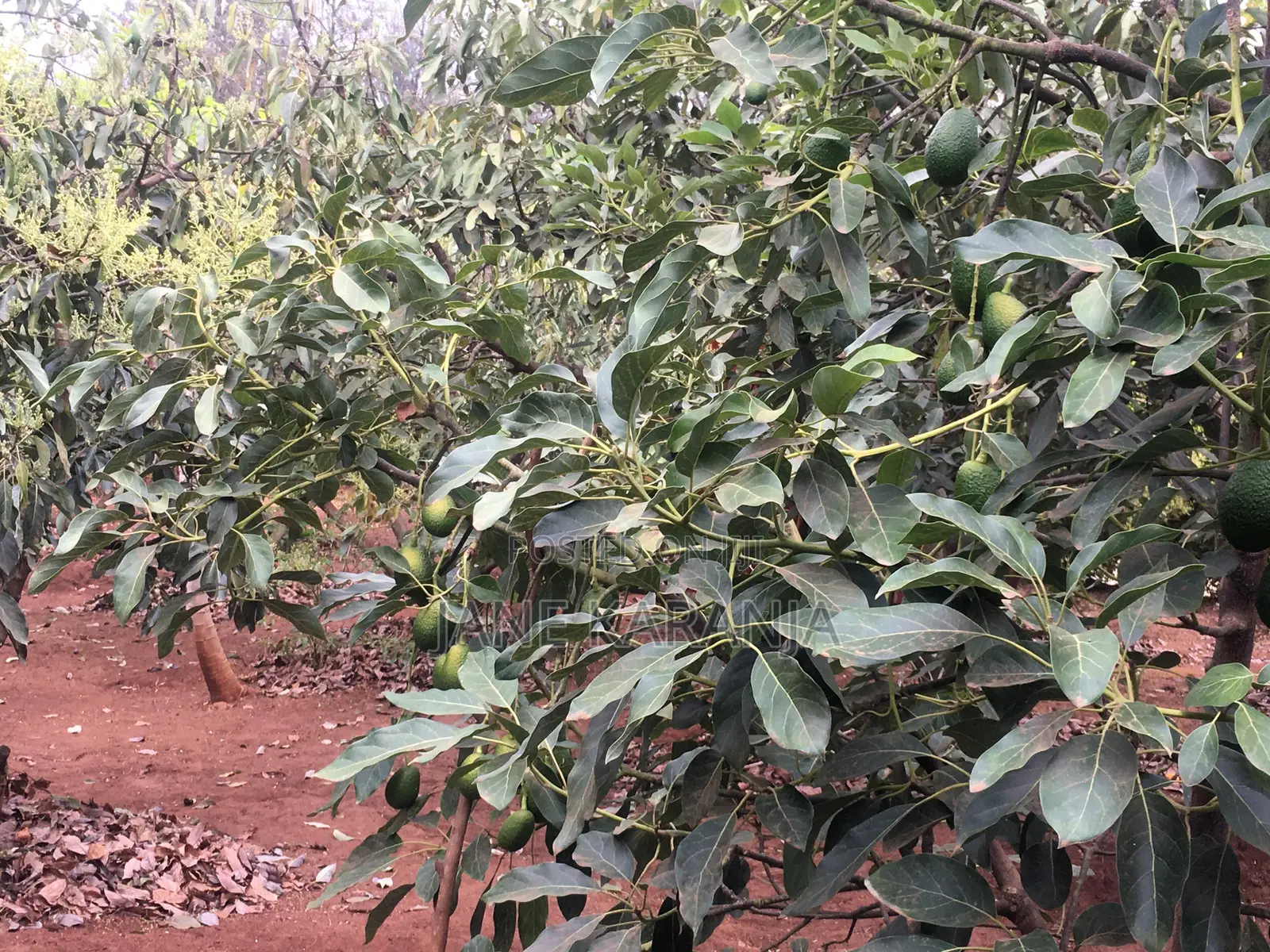 Muranga 1 Acre With Mature Hass 140 Trees in Murang'a