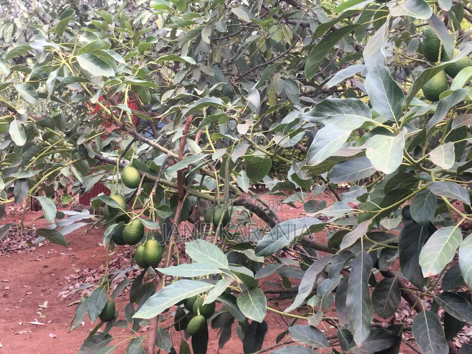 Muranga 1 Acre With Mature Hass 140 Trees in Murang'a