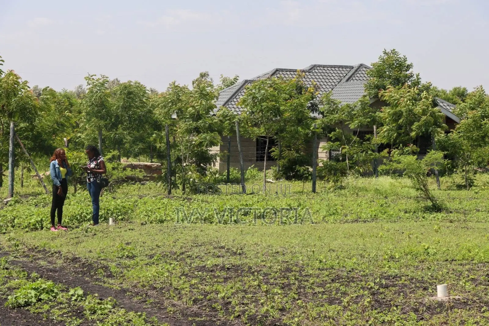 50 by 100 Mwea Plots in Mwea