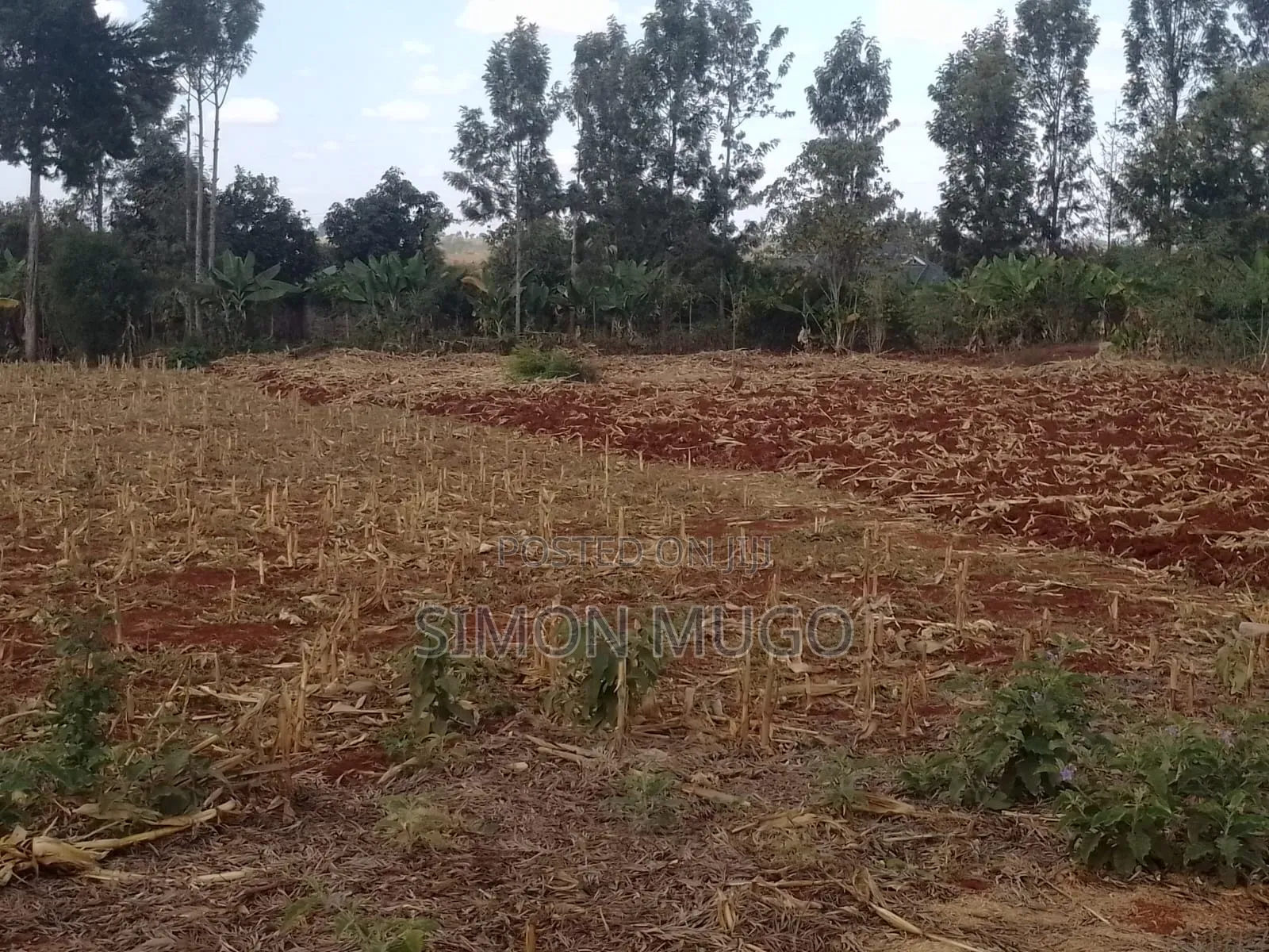 Runda Prime Fully Serviced Well Drained Red Soil 1/4 Acre Plot in Runda