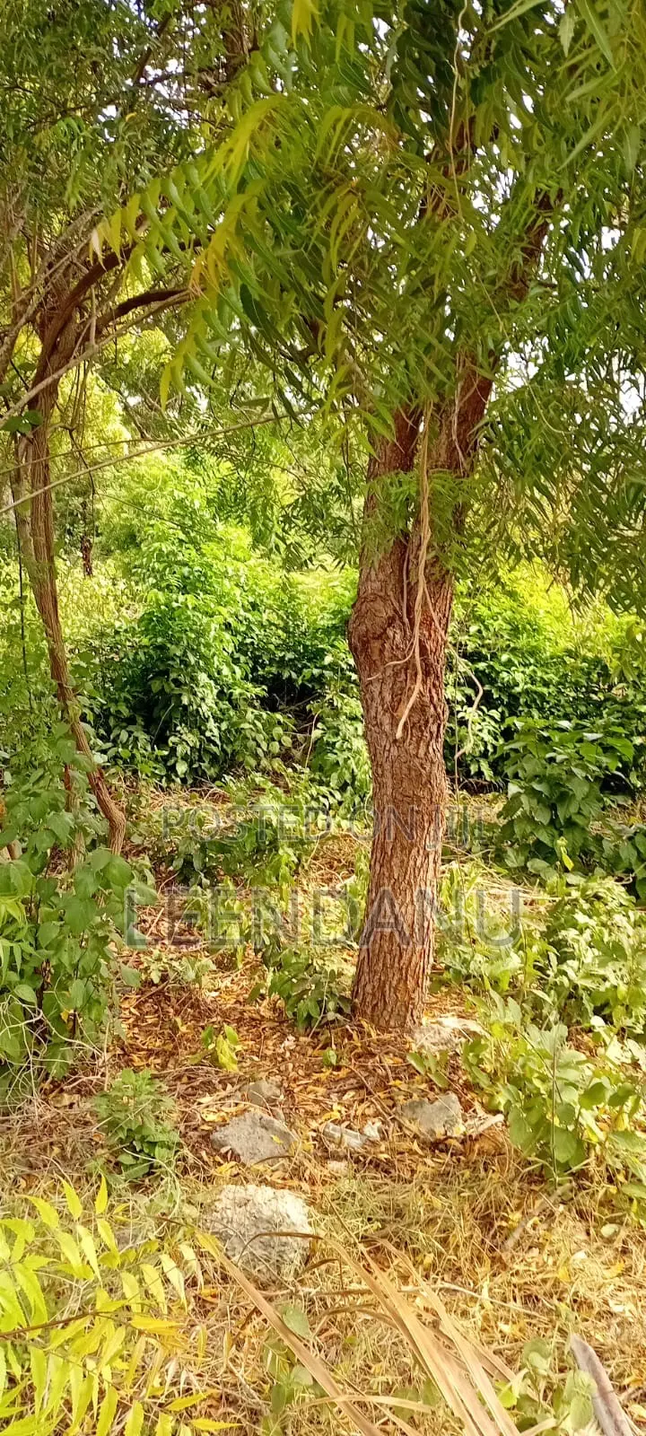 1/2 Acre Residential Plot in Diani
