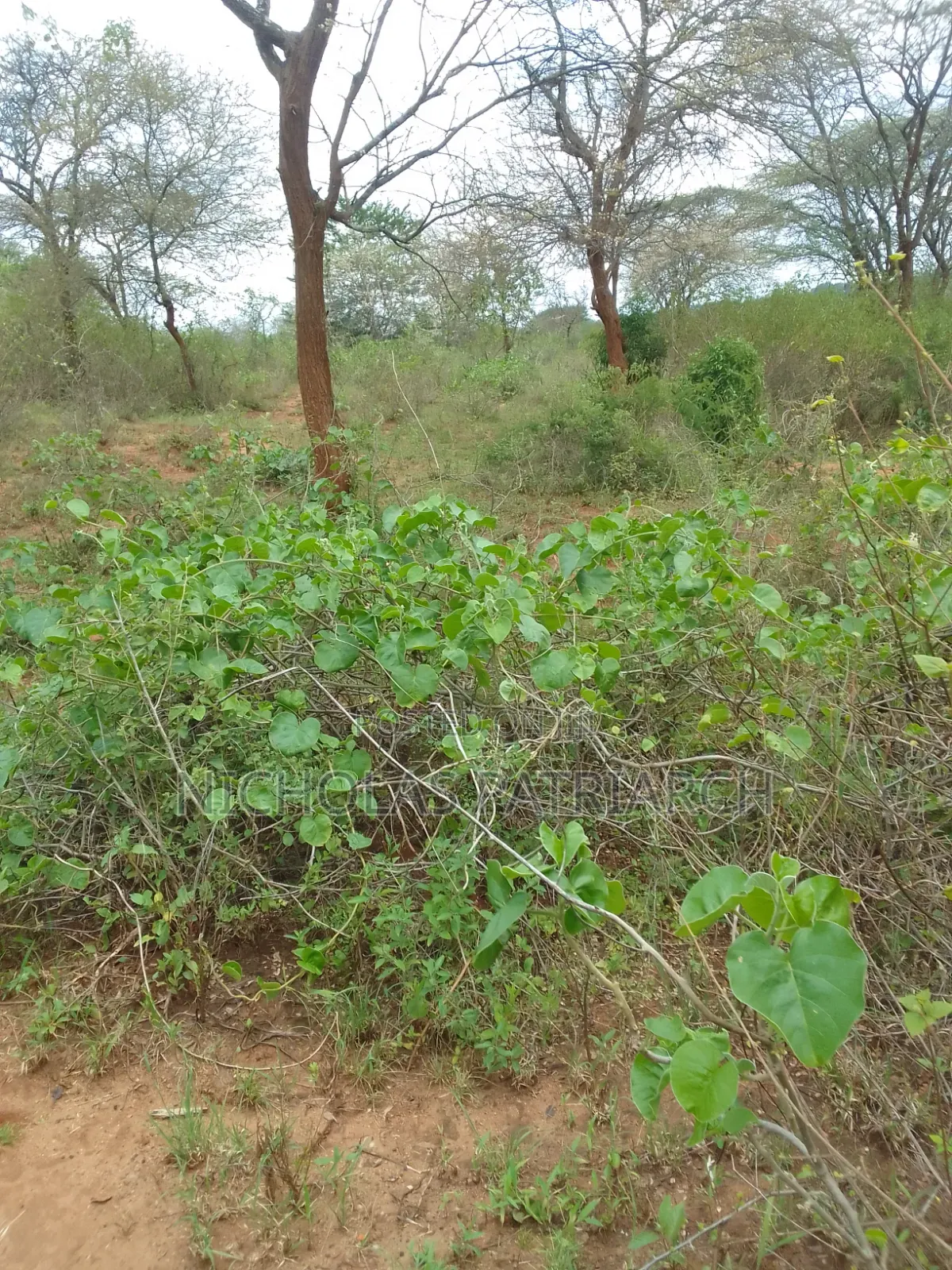 100 Acres Kajiado Kipini Selling in Mbirikani
